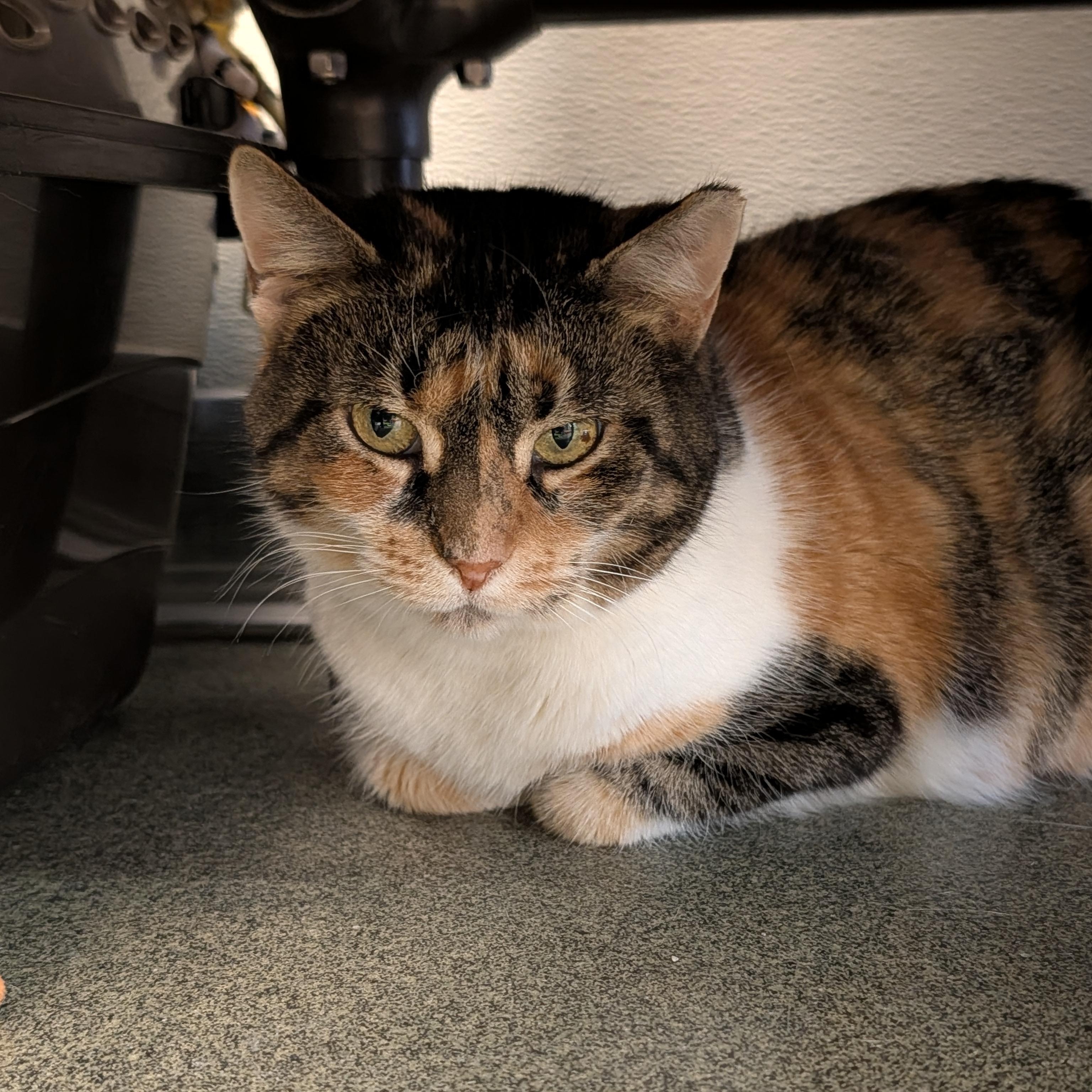 Gracelynn thumbnail 3