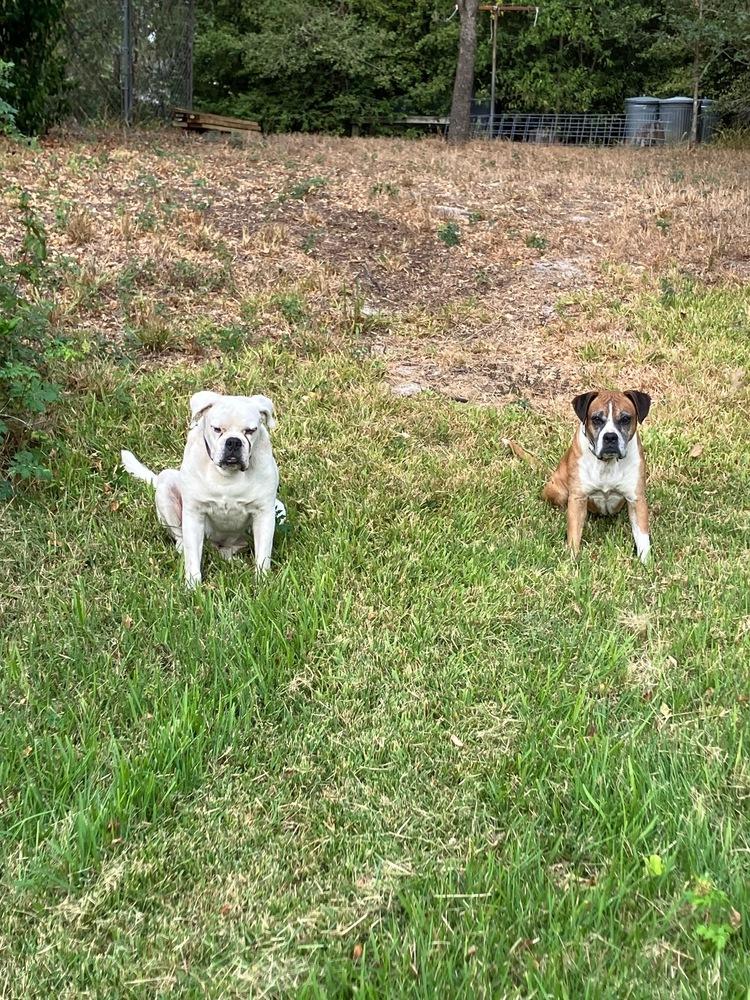 Levi II - Silver Heart, Adoptable, Adult Male Boxer.