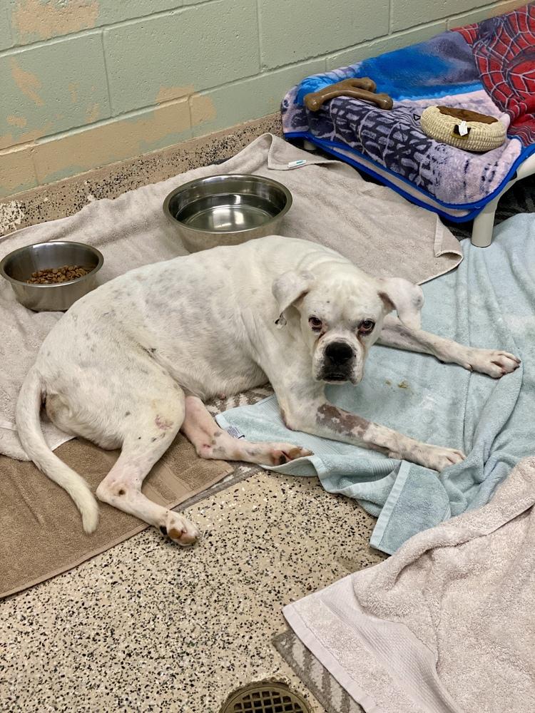 Levi II - Silver Heart, a Adoptable Boxer in Hewitt, TX image 2/6