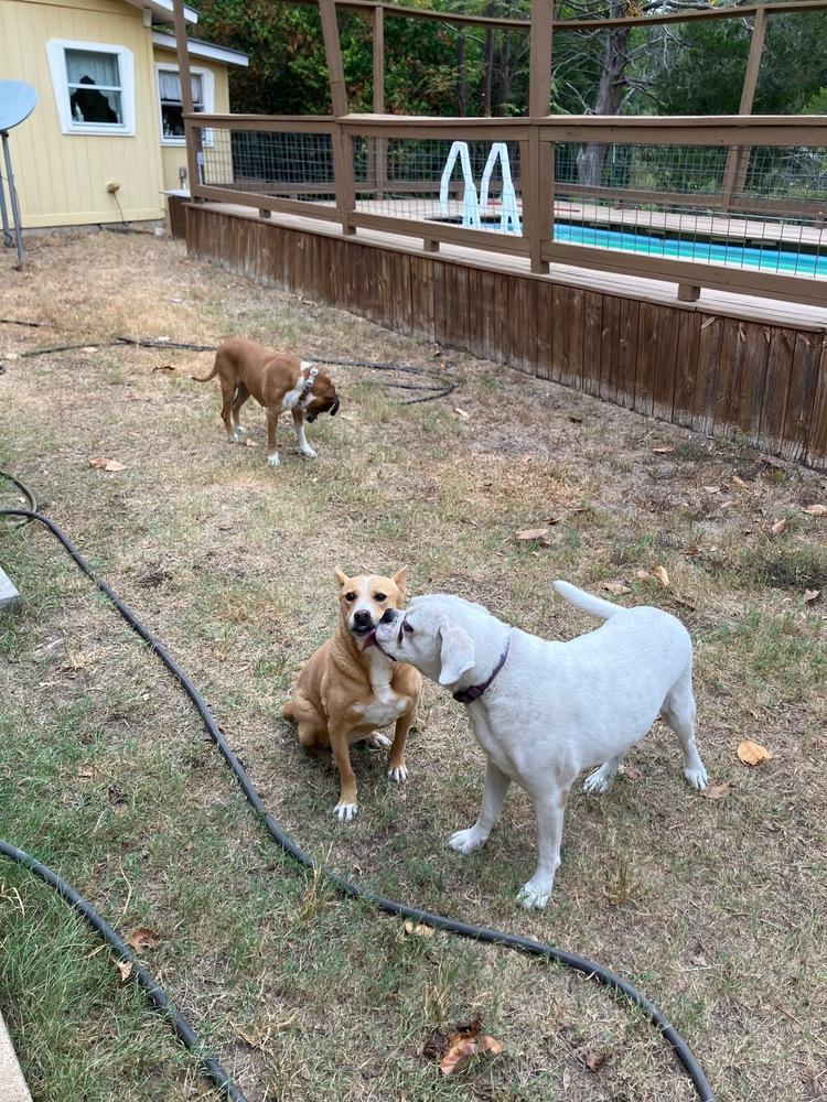 Levi II - Silver Heart, a Adoptable Boxer in Hewitt, TX image 4/6