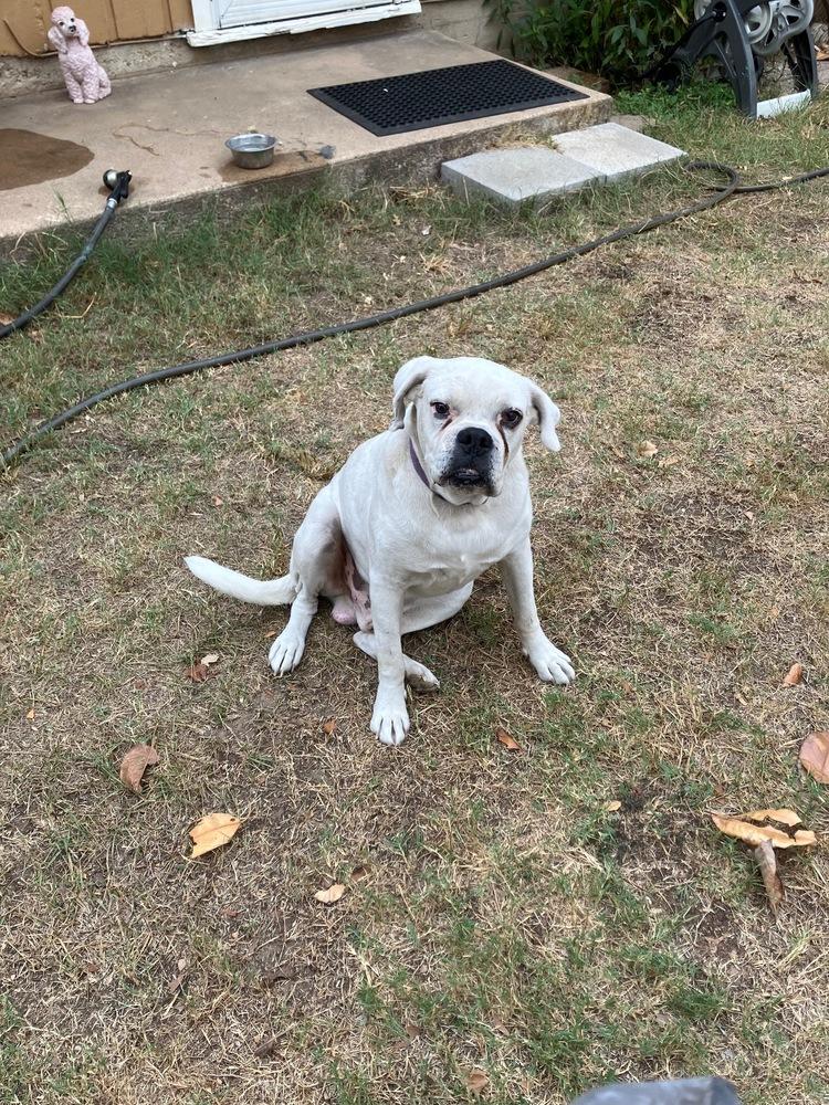 Levi II - Silver Heart, a Adoptable Boxer in Hewitt, TX image 5/6