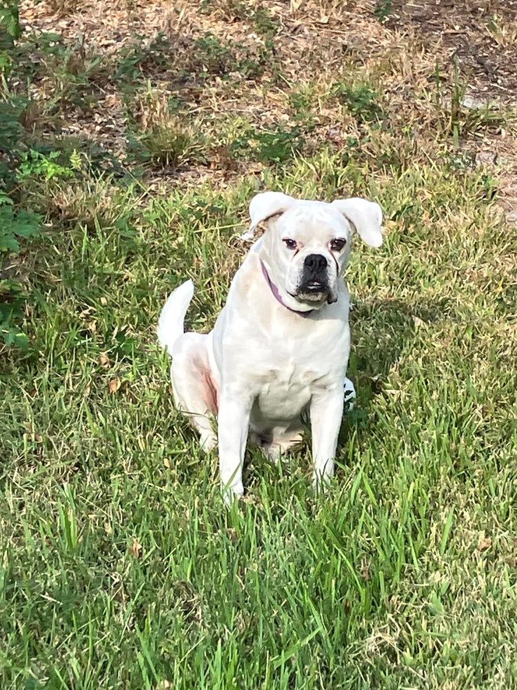 Levi II - Silver Heart, a Adoptable Boxer in Hewitt, TX image 6/6
