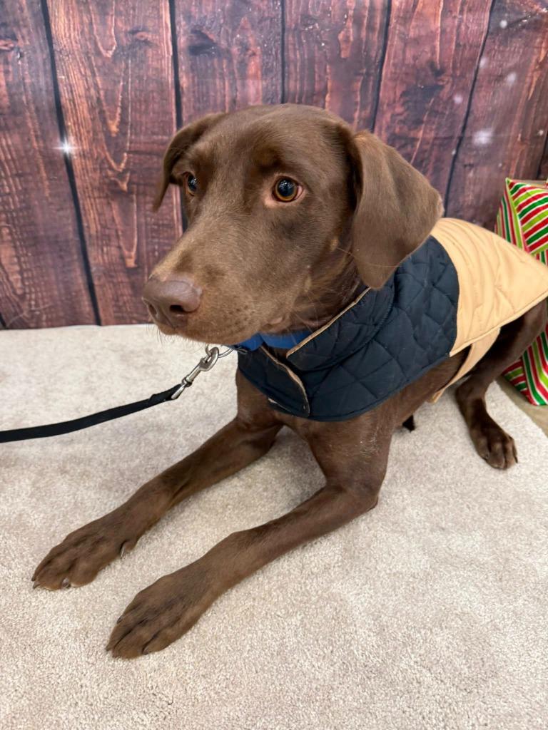 Sterling, a Adoptable mixed breed in Fond Du Lac, WI image 1/6