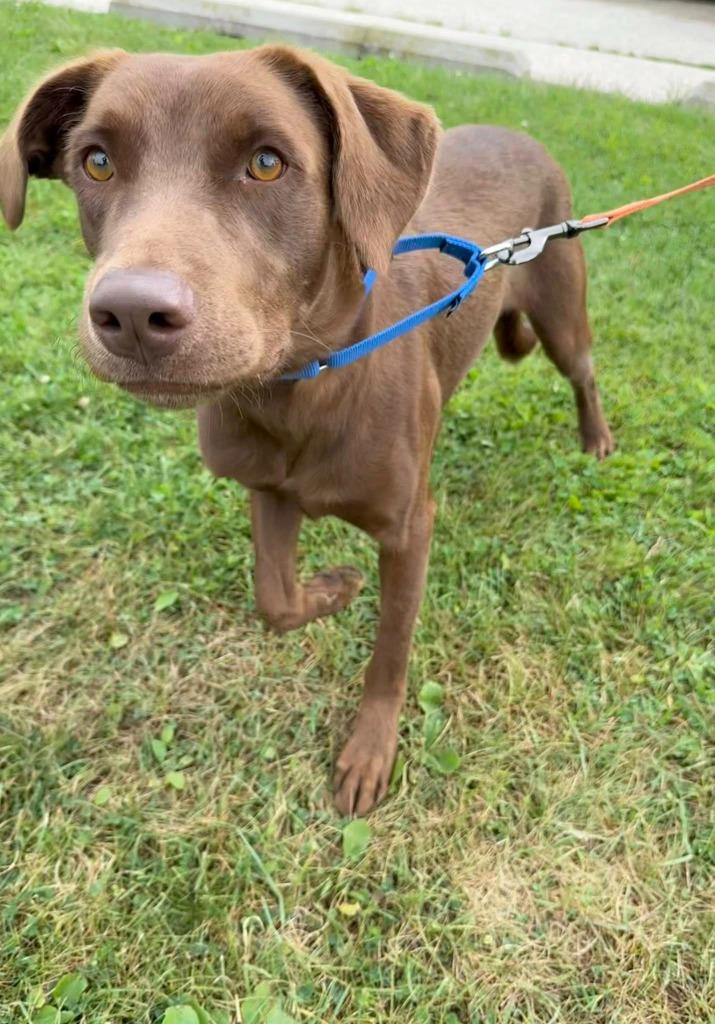 Sterling, a Adoptable mixed breed in Fond Du Lac, WI image 2/6