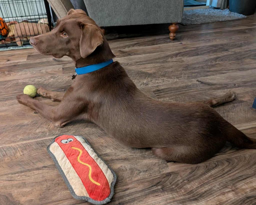 Sterling, a Adoptable mixed breed in Fond Du Lac, WI image 3/6