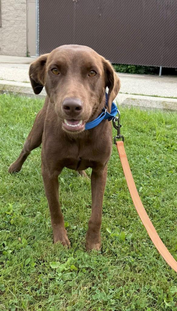 Sterling, a Adoptable mixed breed in Fond Du Lac, WI image 5/6