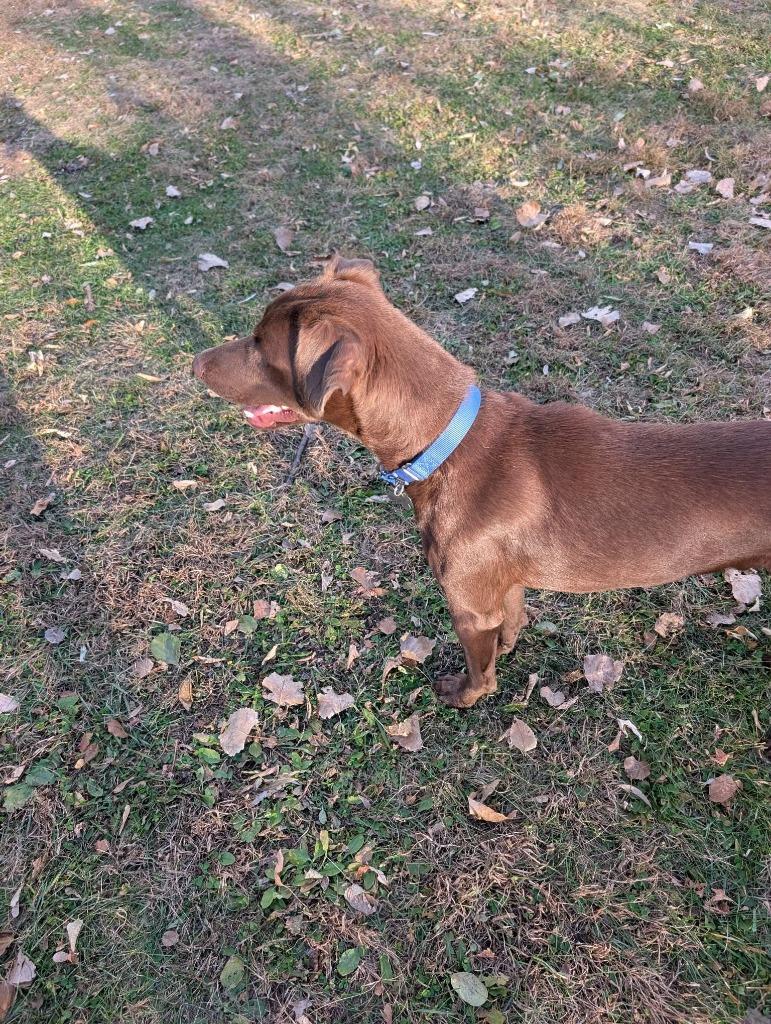 Sterling, a Adoptable mixed breed in Fond Du Lac, WI image 6/6