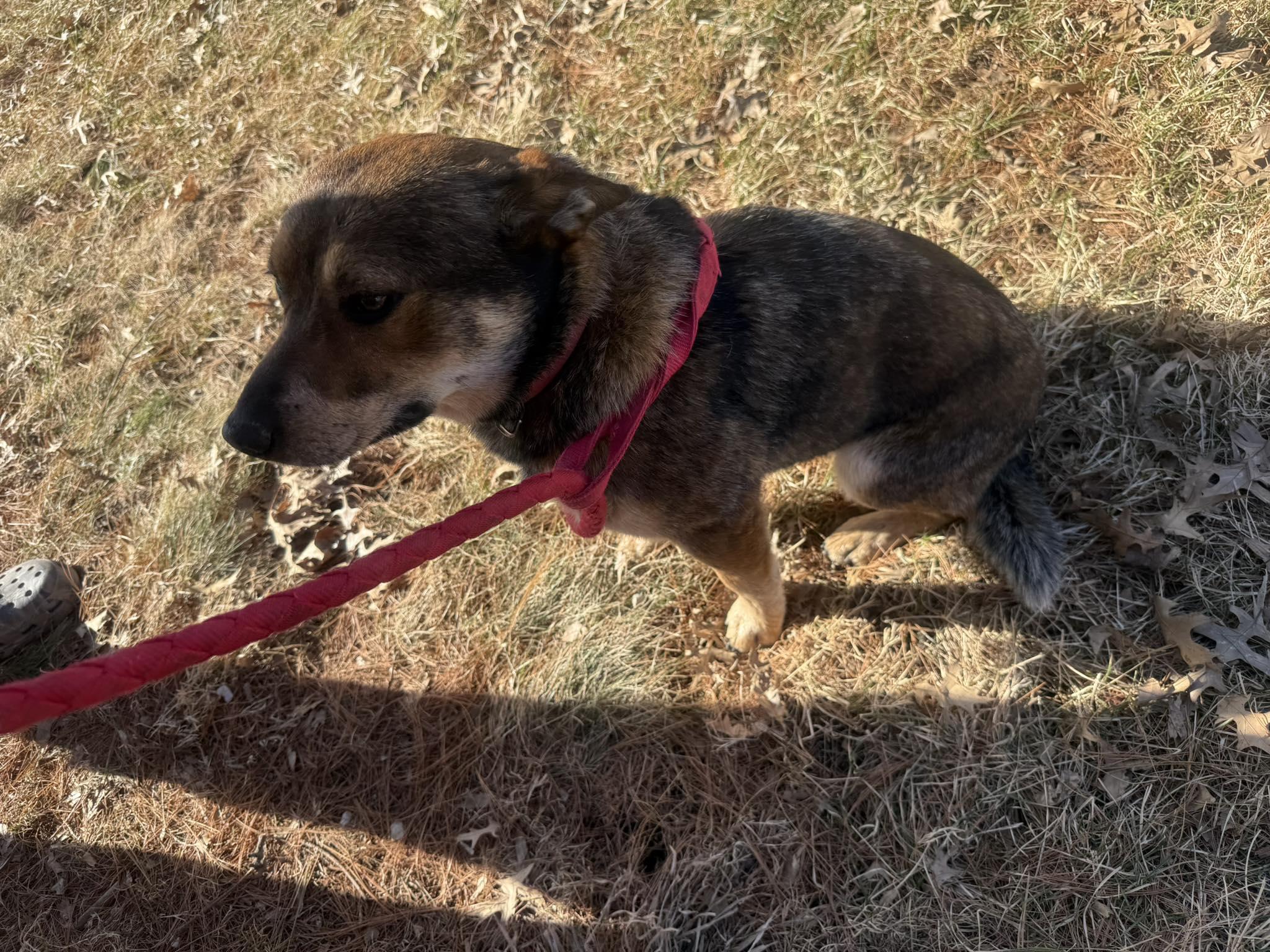 Enlarge McDreamy, a ADOPTABLE mixed breed in Rock Falls, IL image 6/6