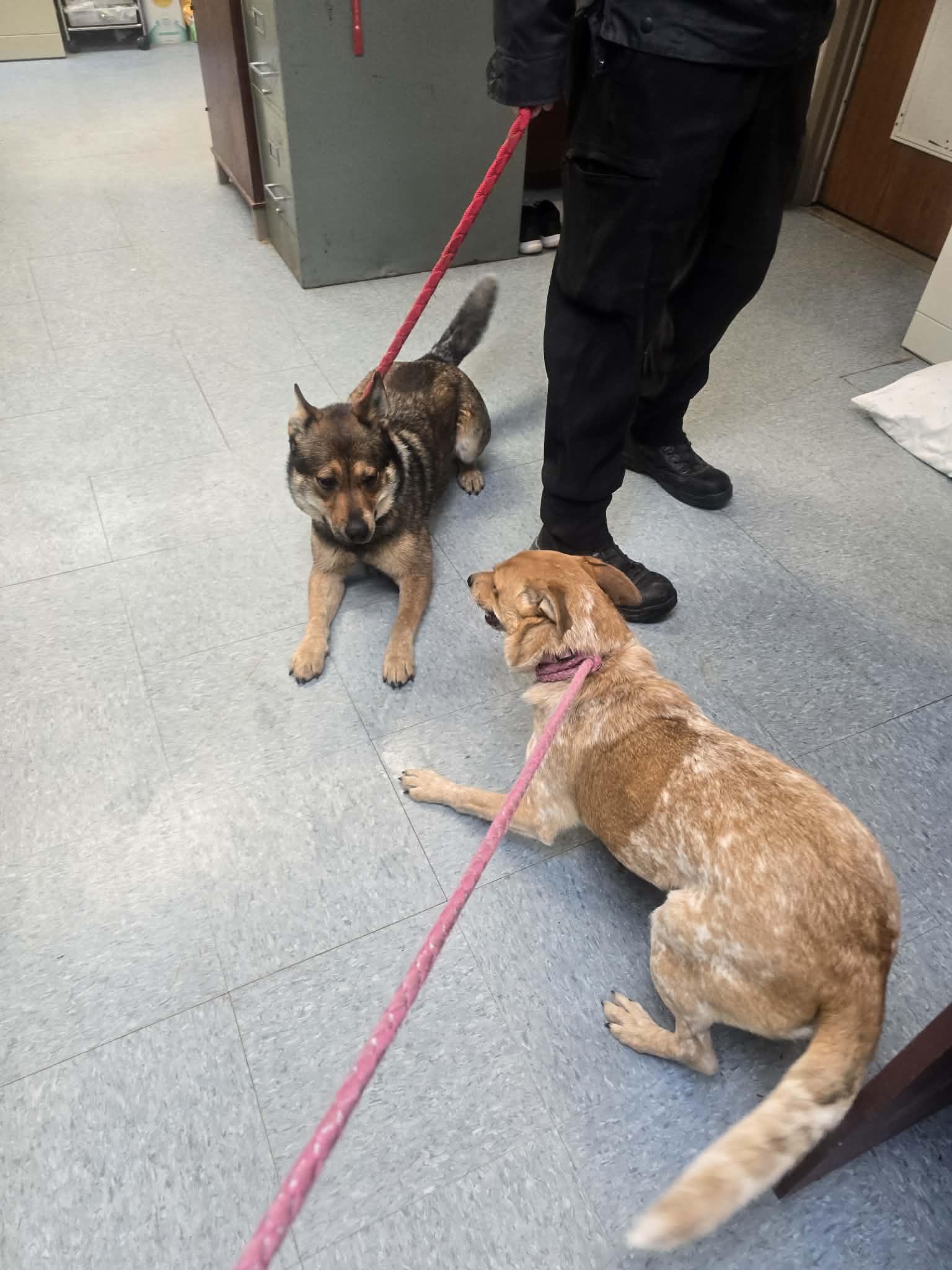 Enlarge McDreamy, a ADOPTABLE mixed breed in Rock Falls, IL image 3/6