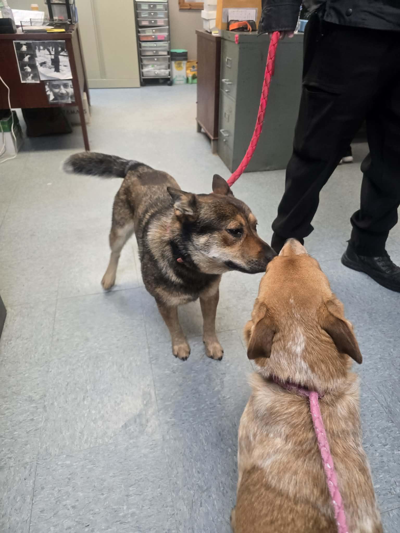 Enlarge McDreamy, a ADOPTABLE mixed breed in Rock Falls, IL image 2/6