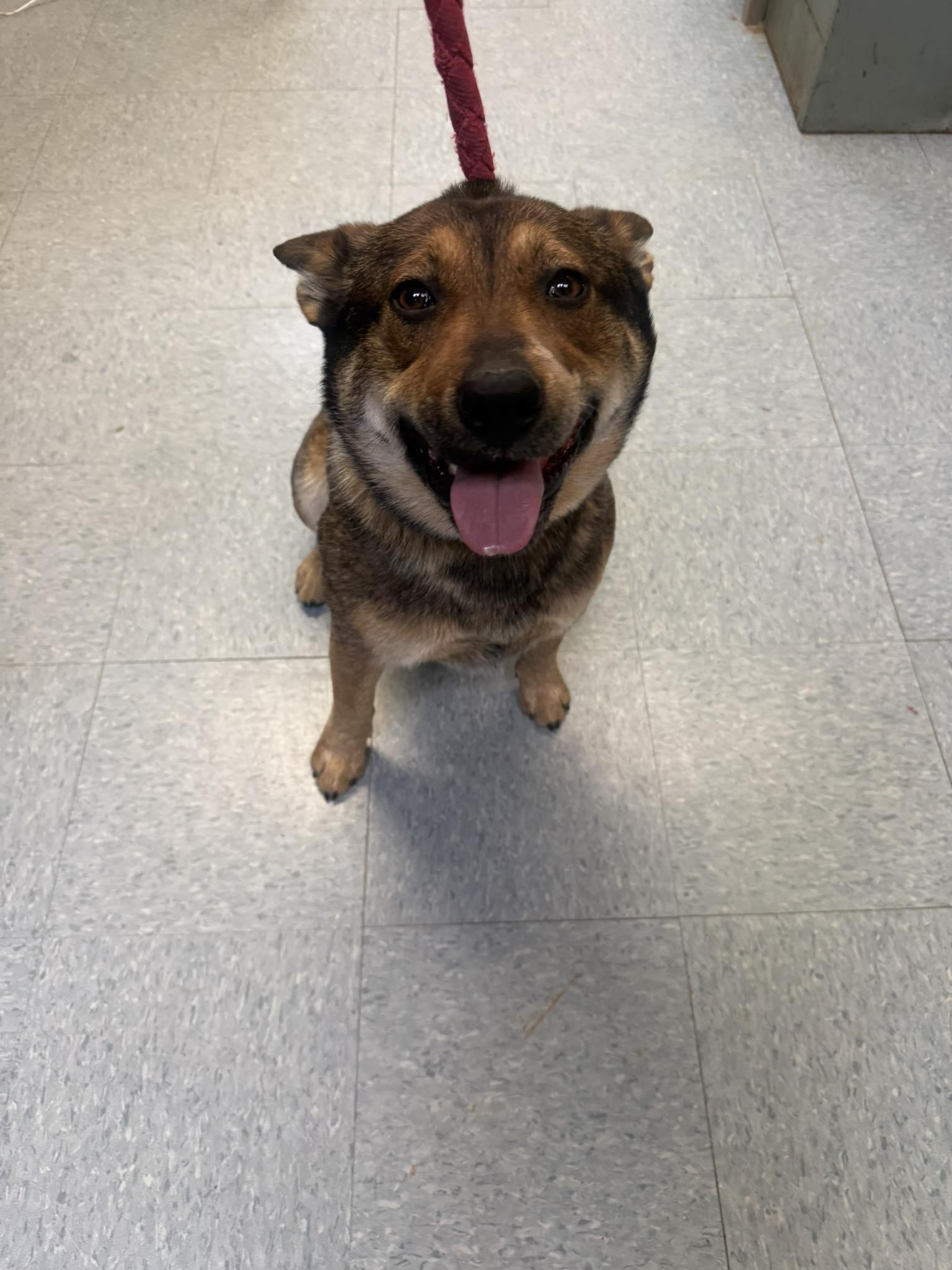 Enlarge McDreamy, a ADOPTABLE mixed breed in Rock Falls, IL image 1/6