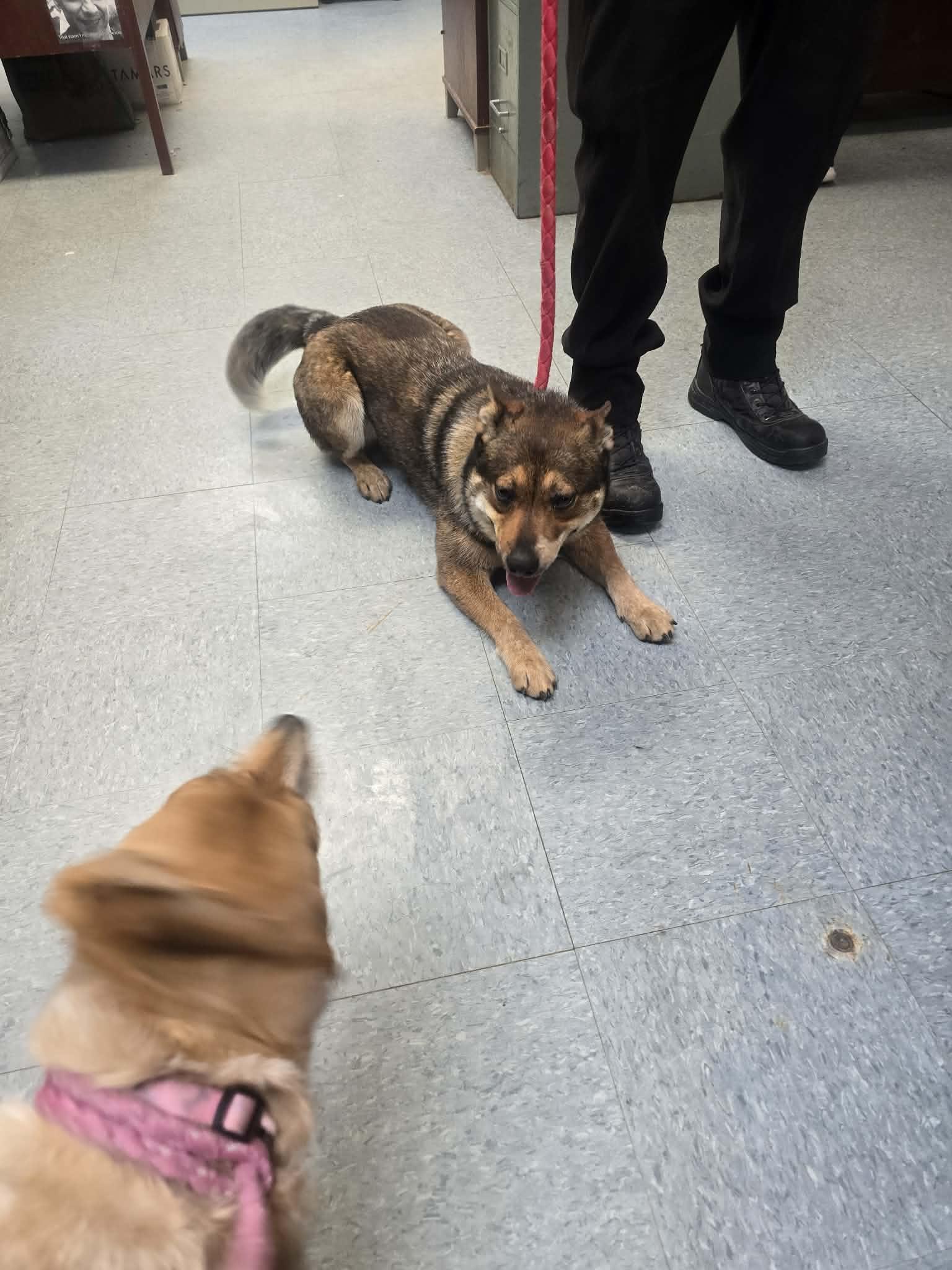 Enlarge McDreamy, a ADOPTABLE mixed breed in Rock Falls, IL image 5/6