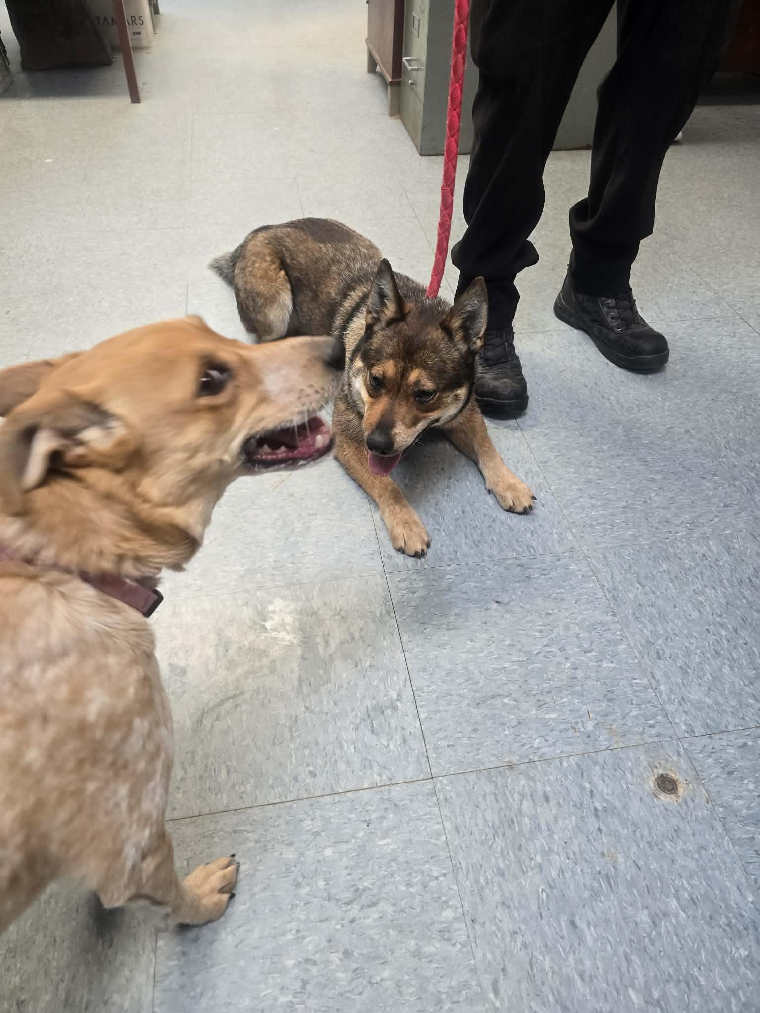 Enlarge McDreamy, a ADOPTABLE mixed breed in Rock Falls, IL image 4/6