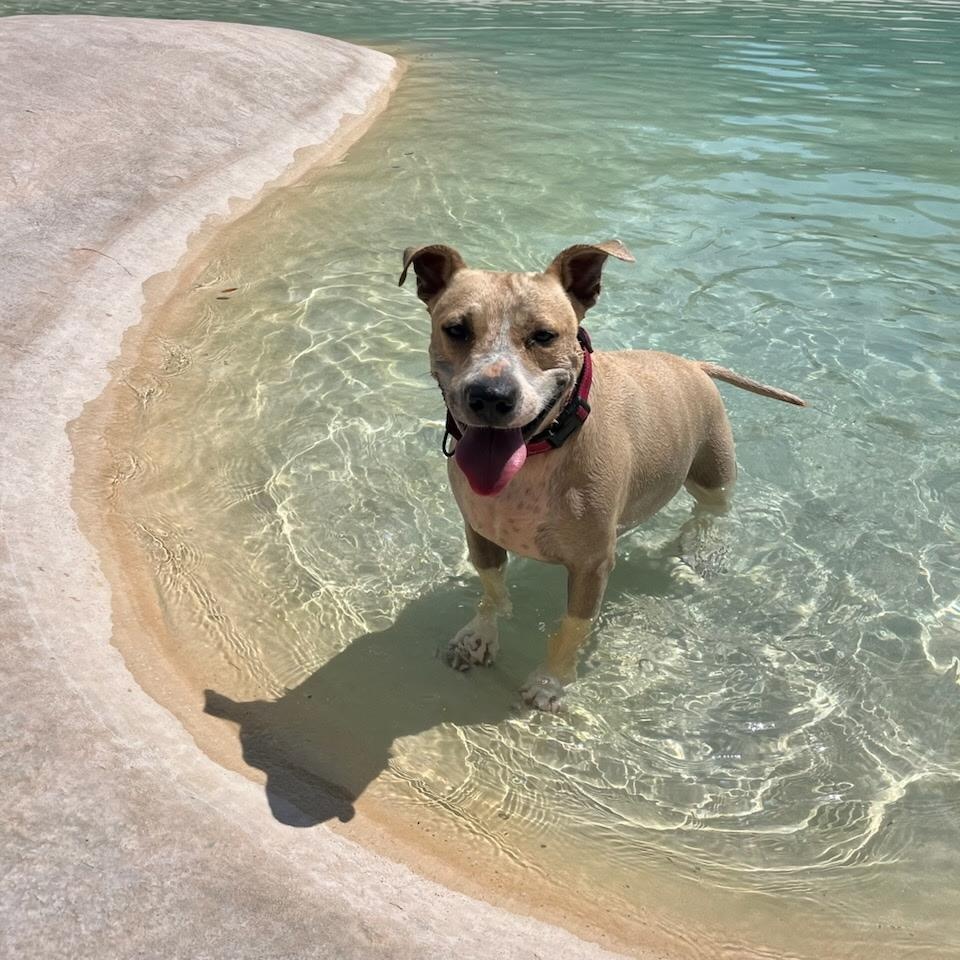 Enlarge Lucy, a ADOPTABLE mixed breed in Bulverde, TX image 2/4