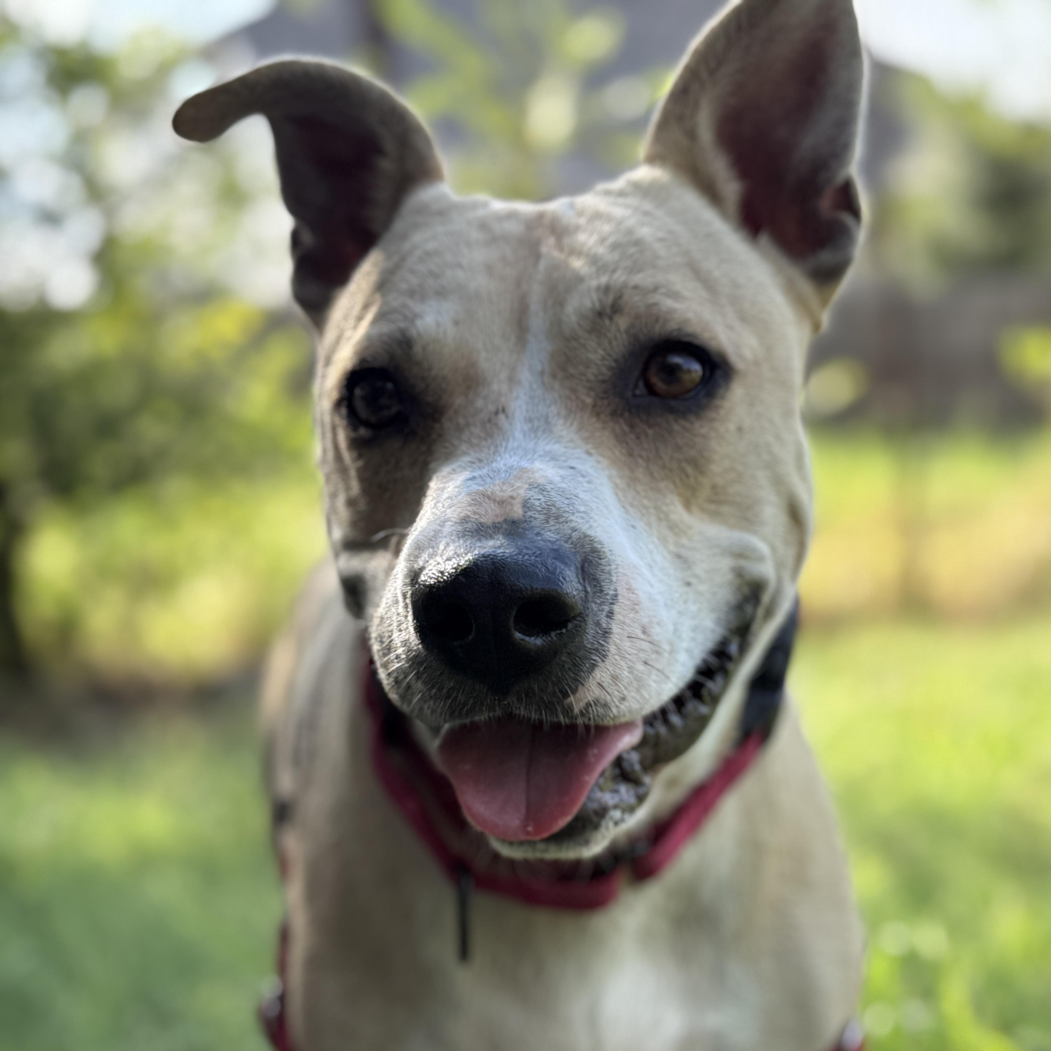 Enlarge Lucy, a ADOPTABLE mixed breed in Bulverde, TX image 1/4