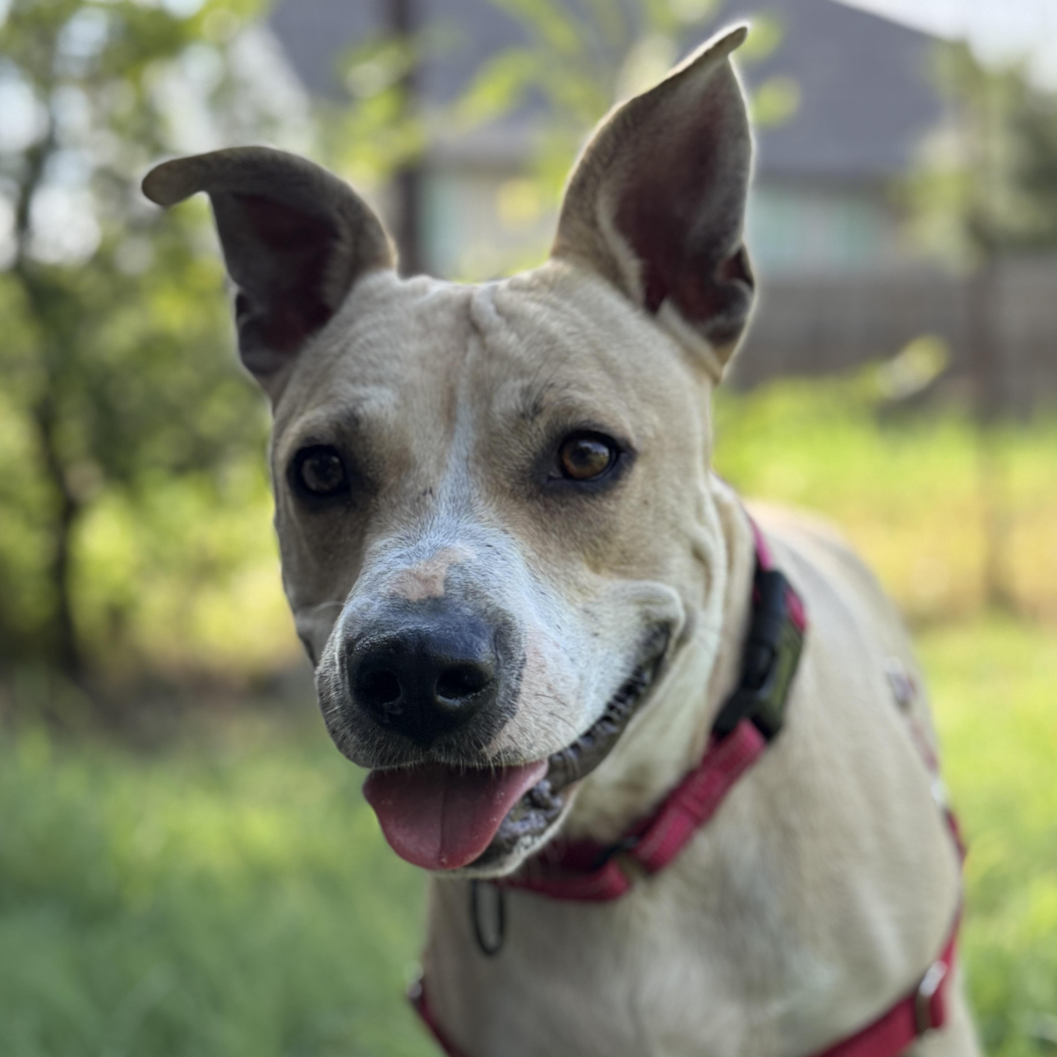 Enlarge Lucy, a ADOPTABLE mixed breed in Bulverde, TX image 4/4