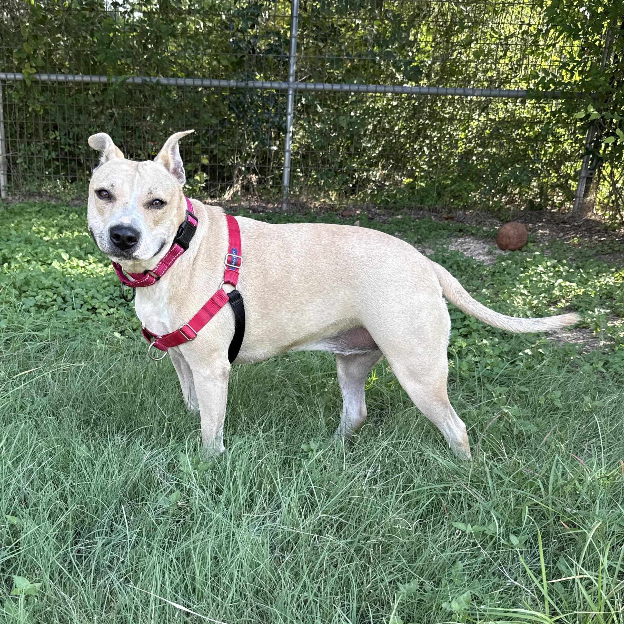 Enlarge Lucy, a ADOPTABLE mixed breed in Bulverde, TX image 3/4