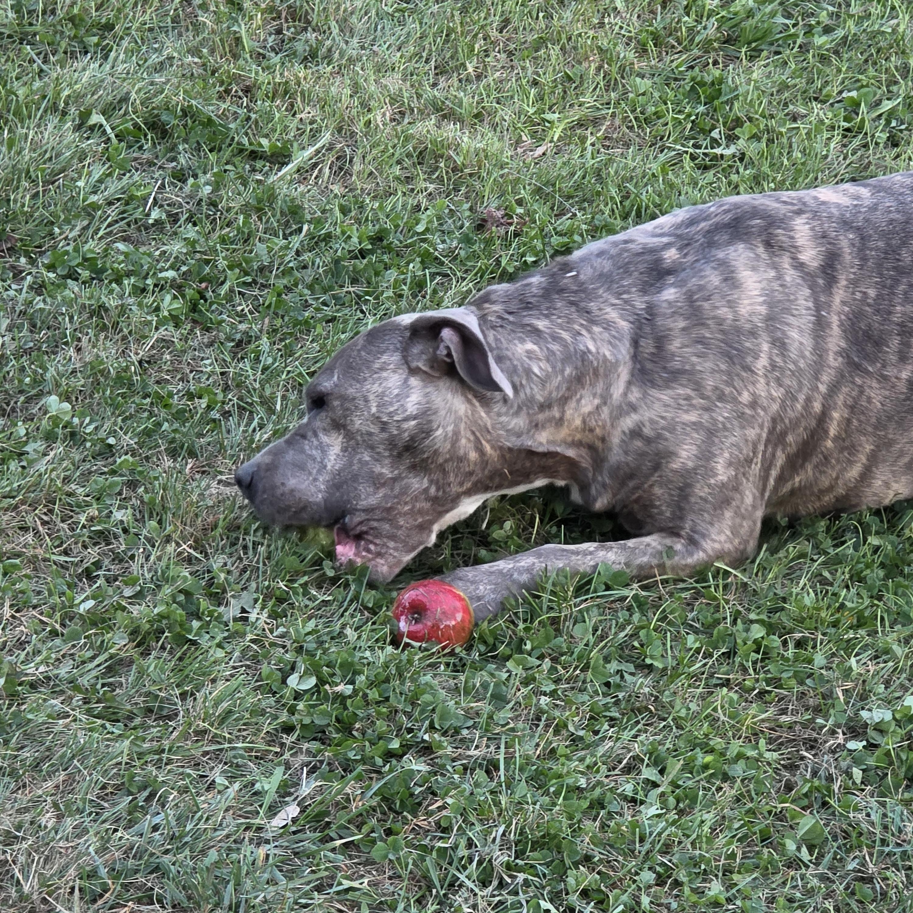 Enlarge Peg, a Adoptable mixed breed in White Bear Lake, MN image 5/5