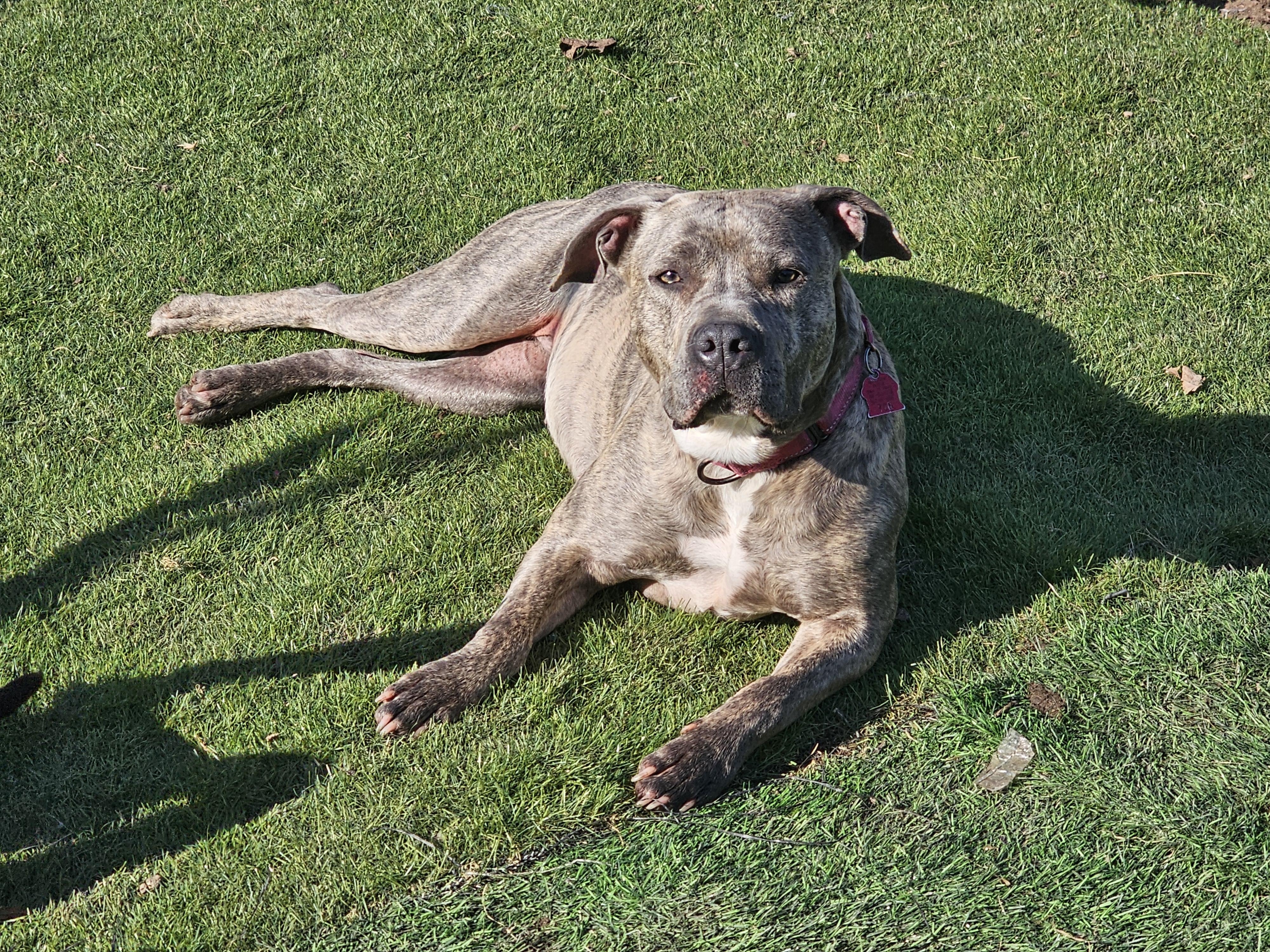 Peg, Adoptable, Adult Female American Staffordshire Terrier & Pit Bull Terrier.
