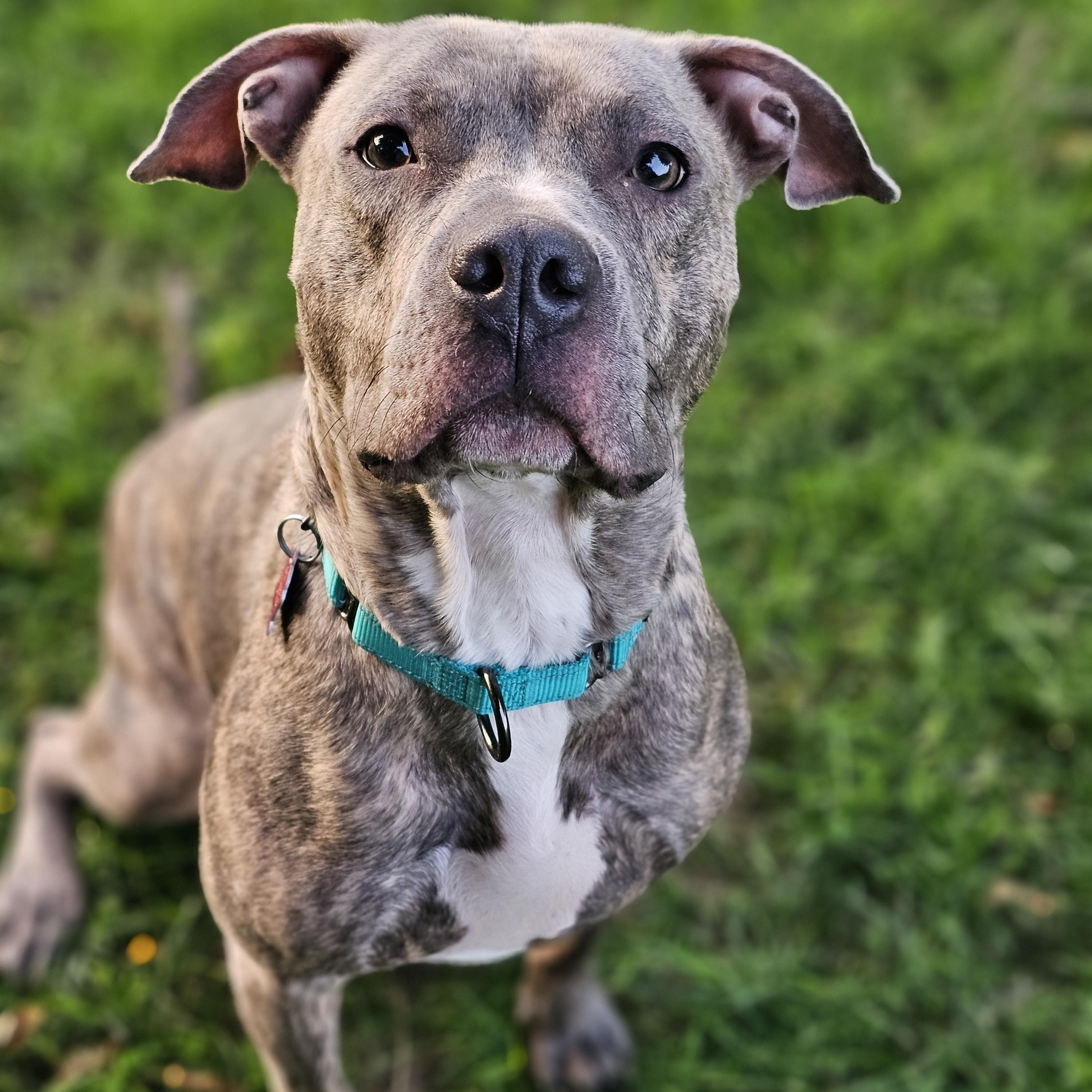 Enlarge Peg, a Adoptable mixed breed in White Bear Lake, MN image 3/5