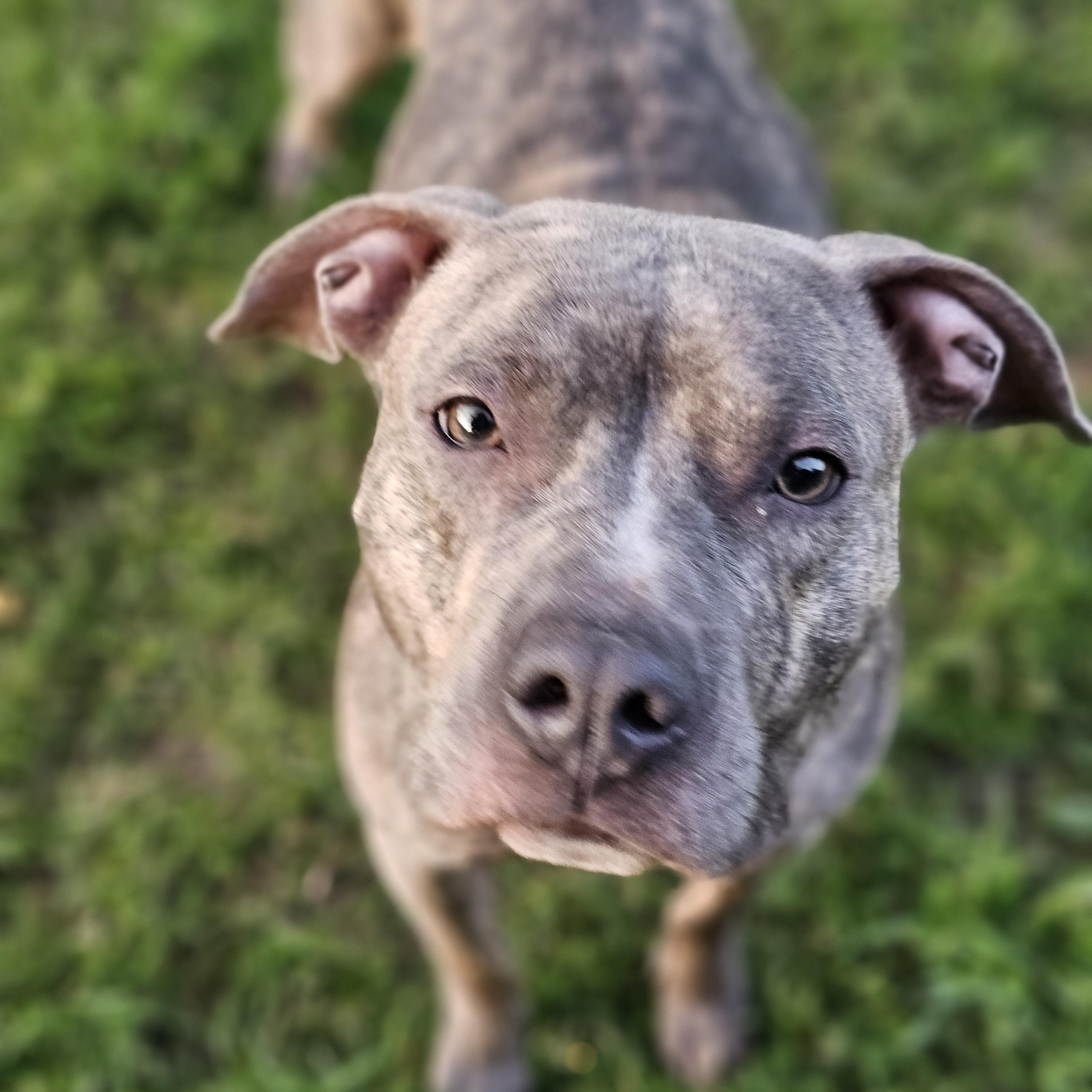 Enlarge Peg, a Adoptable mixed breed in White Bear Lake, MN image 2/5