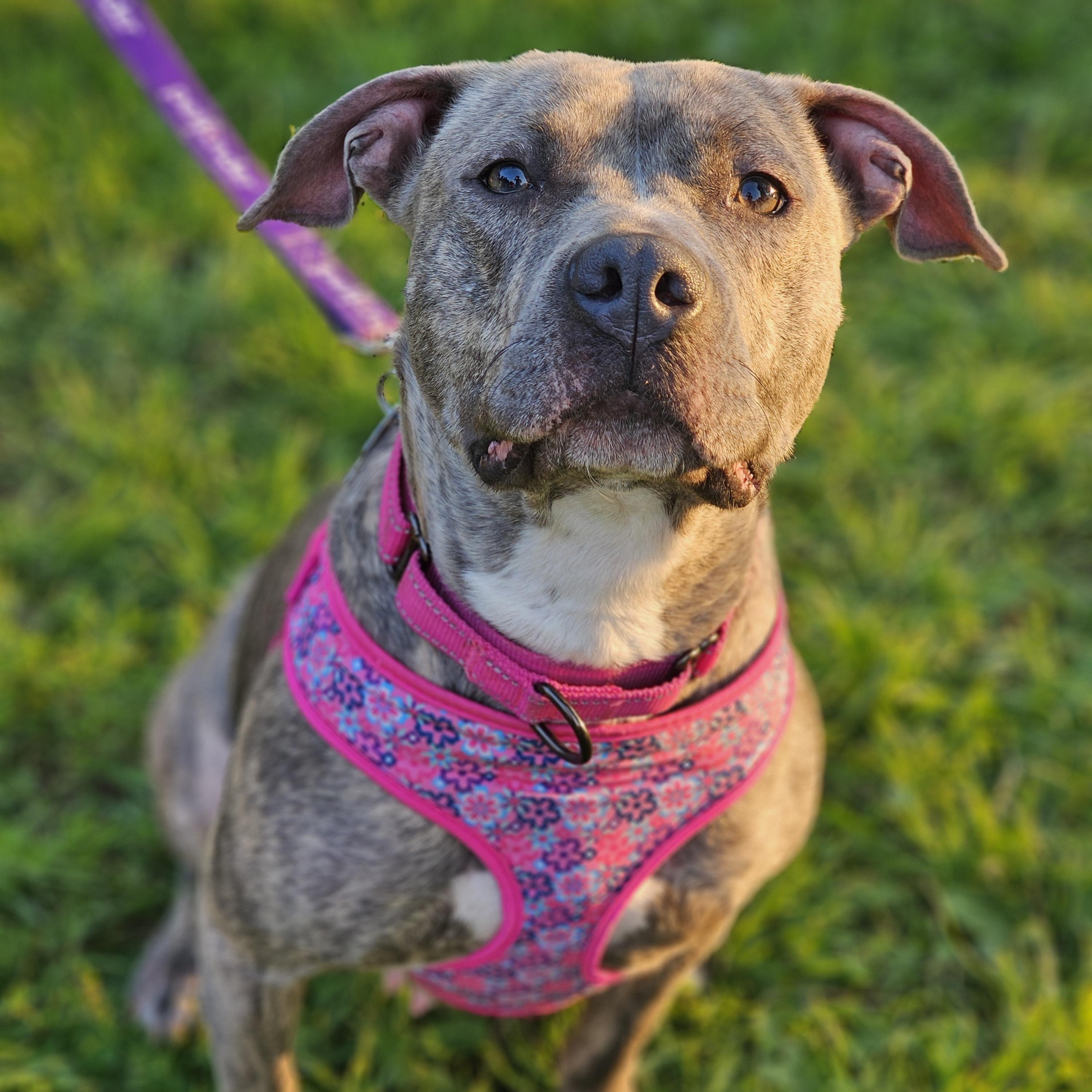 Enlarge Peg, a Adoptable mixed breed in White Bear Lake, MN image 1/5