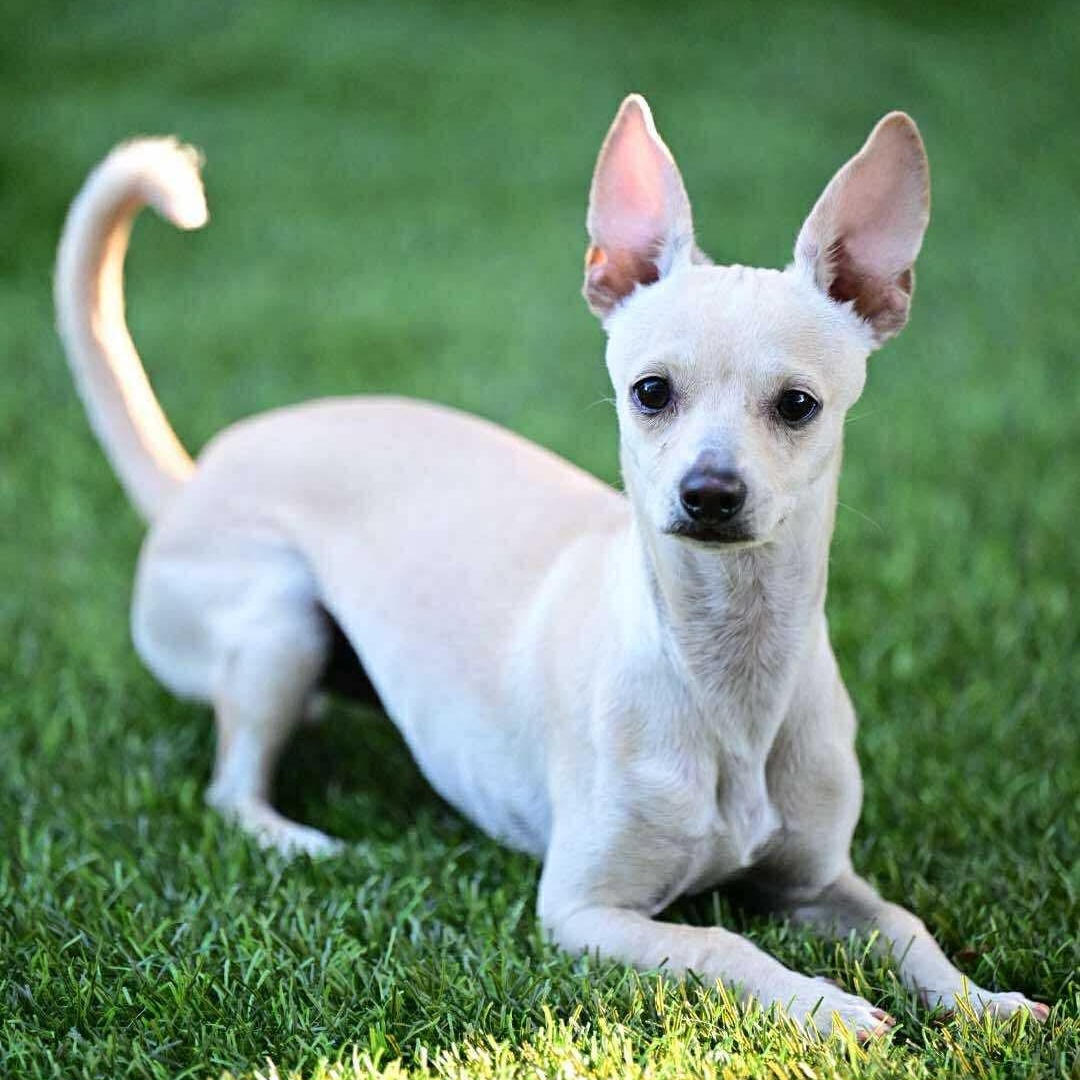 MIKE, Young Male Chihuahua