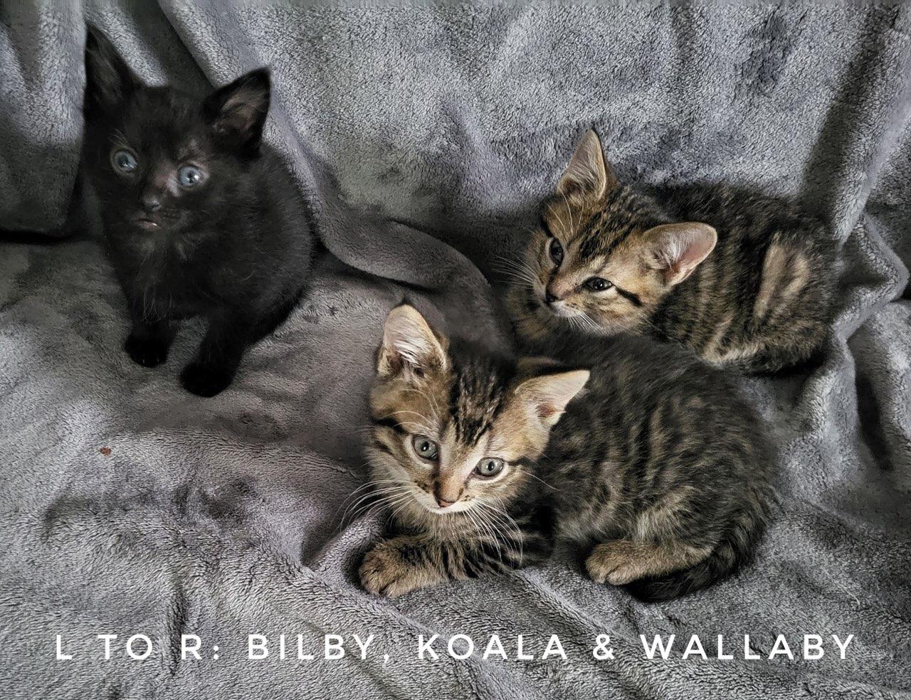 Enlarge Bilby (Available est 6/19/26), a Adoptable Domestic Short Hair in Williamsburg, IA image 1/1