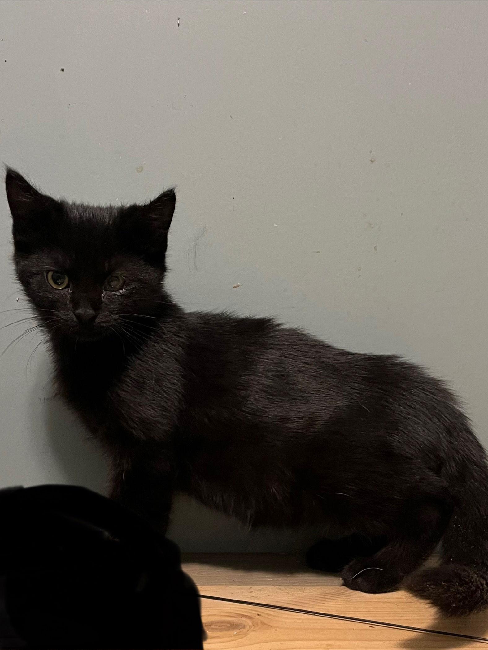 Enlarge Martin, a Adoptable Domestic Short Hair in Zimmerman, MN image 1/3