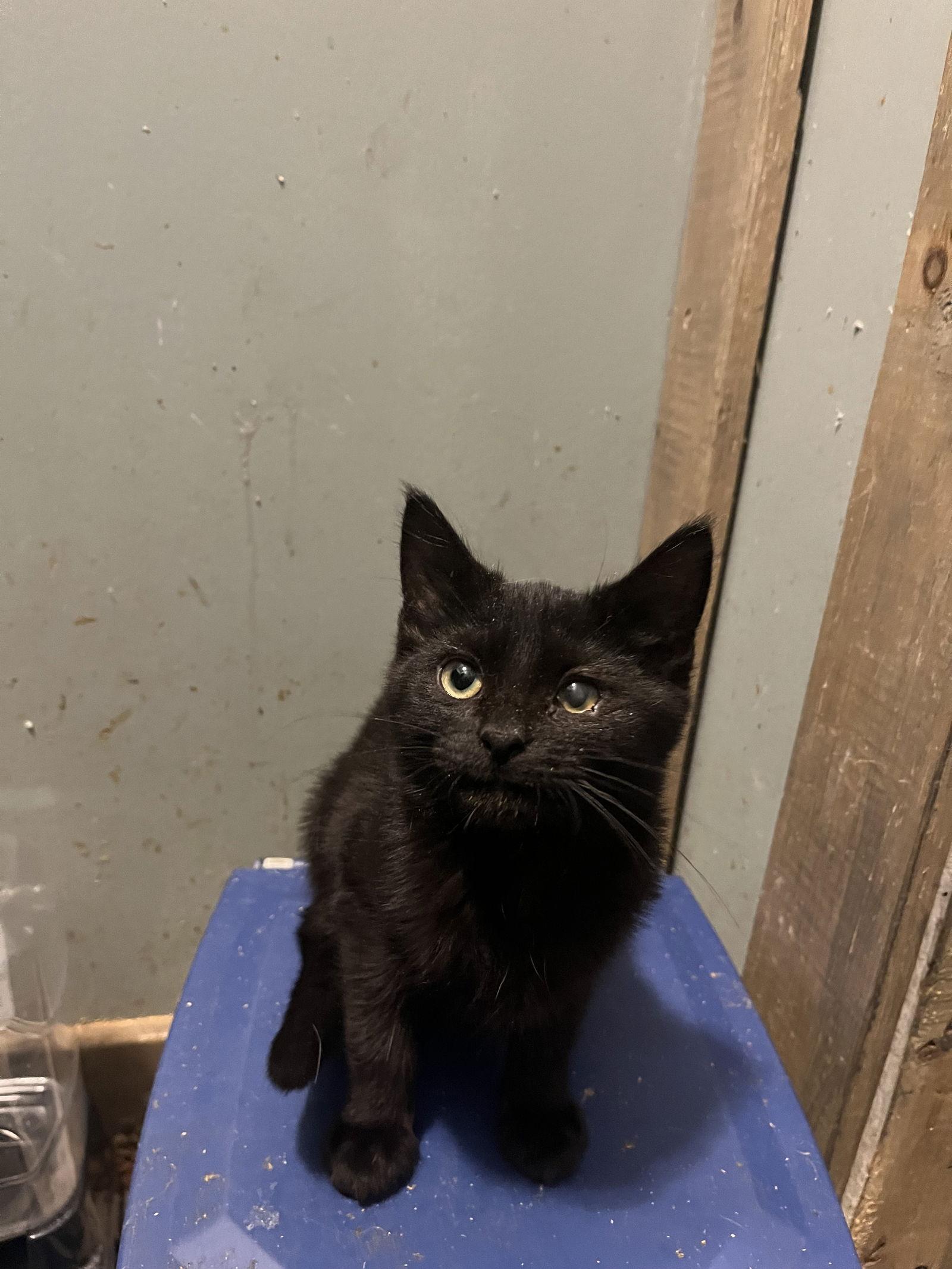 Enlarge Martin, a Adoptable Domestic Short Hair in Zimmerman, MN image 2/3