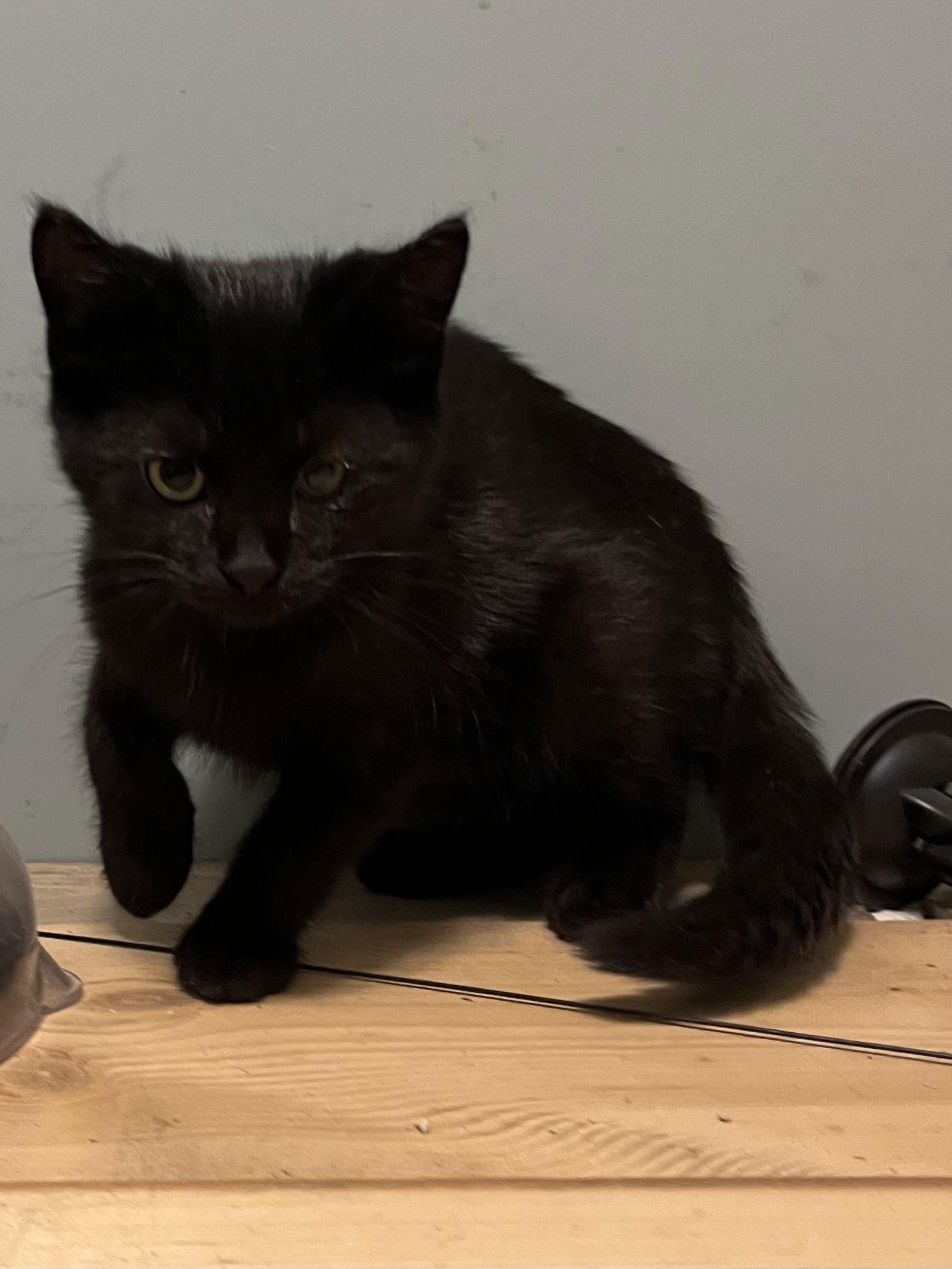 Enlarge Martin, a Adoptable Domestic Short Hair in Zimmerman, MN image 3/3