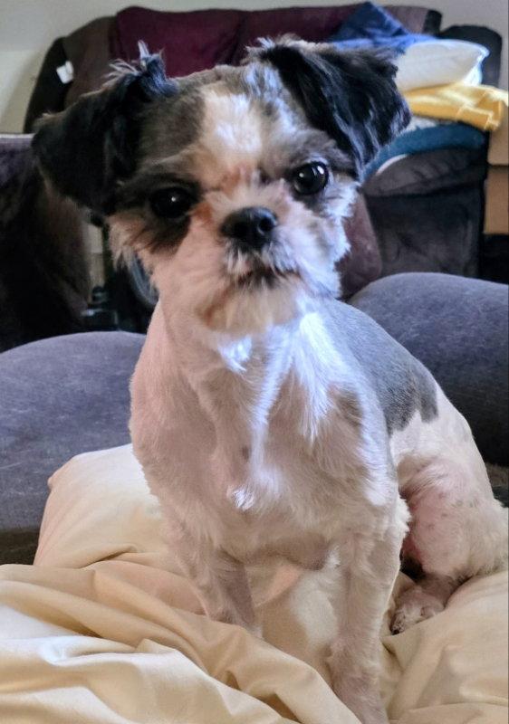 Enlarge Charli Rae, a Adopted Shih Tzu in House Springs, MO image 1/1