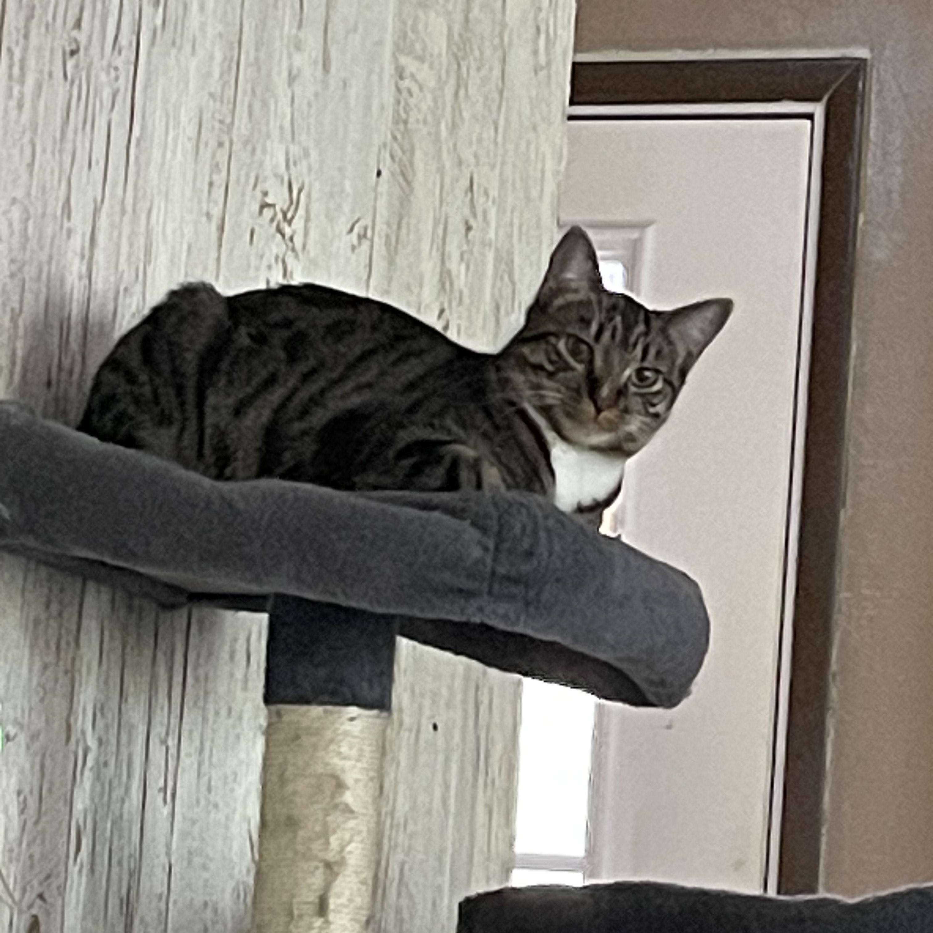 Enlarge Nellie, a Adoptable Domestic Medium Hair in Chino valley, AZ image 2/4