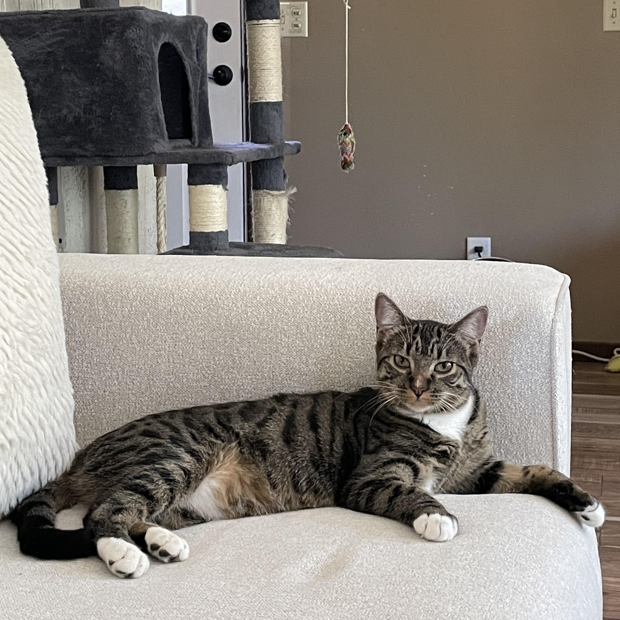 Nellie, an adoptable Domestic Medium Hair in Chino valley, AZ, 86323 | Photo Image 1