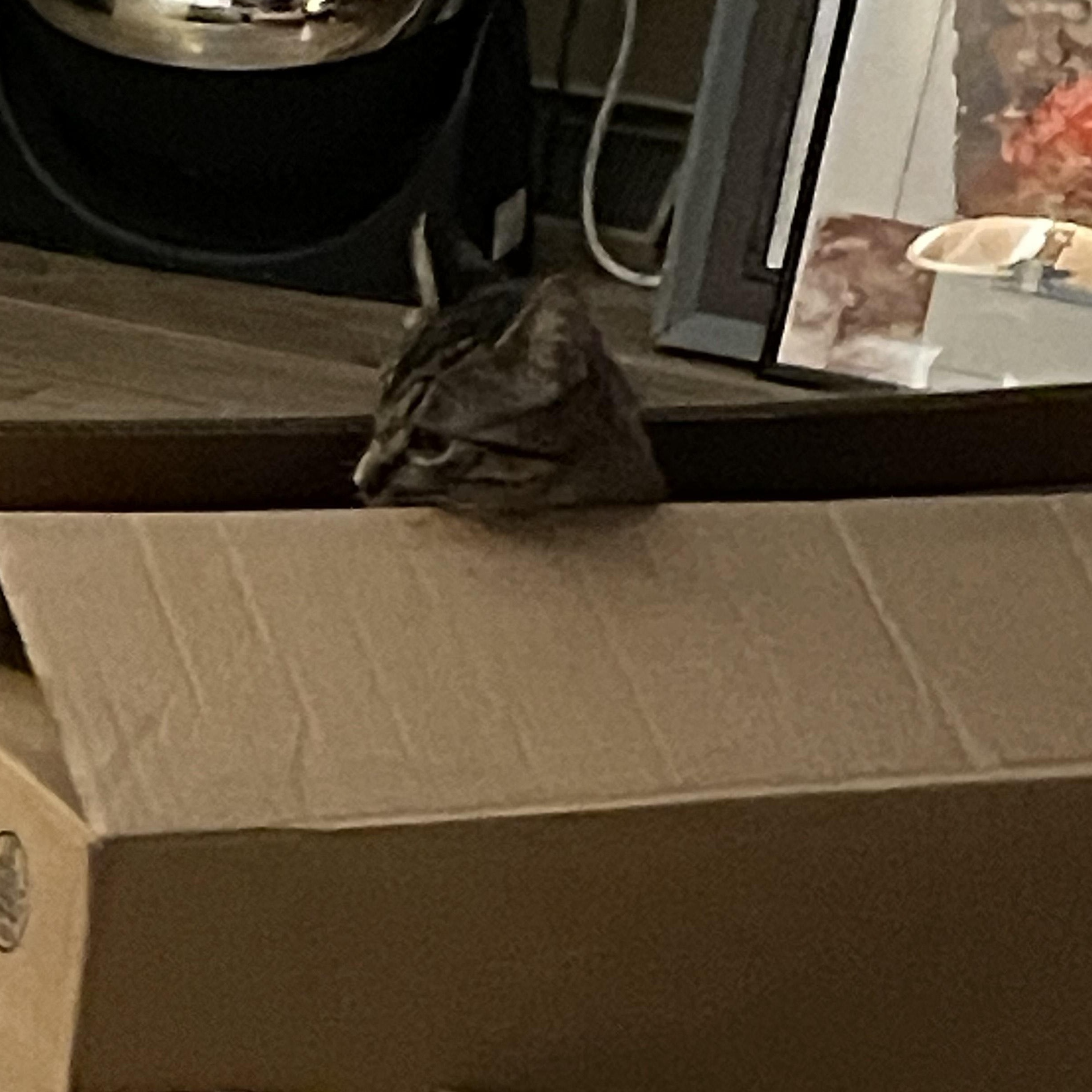 Enlarge Nellie, a Adoptable Domestic Medium Hair in Chino valley, AZ image 3/4