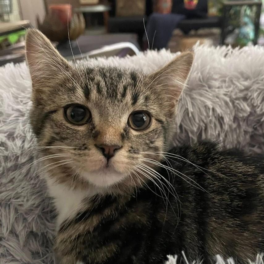 Nellie, Adoptable, Young Female Domestic Medium Hair.