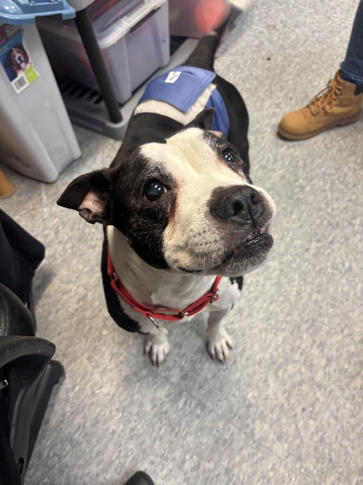 Chrysler, Adoptable, Senior Male Mixed Breed.