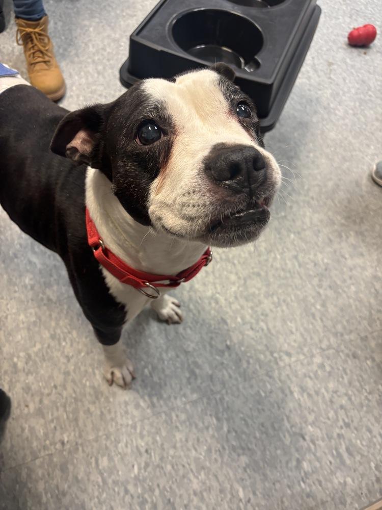 Enlarge Chrysler, a Adoptable mixed breed in Clinton Township, MI image 2/3