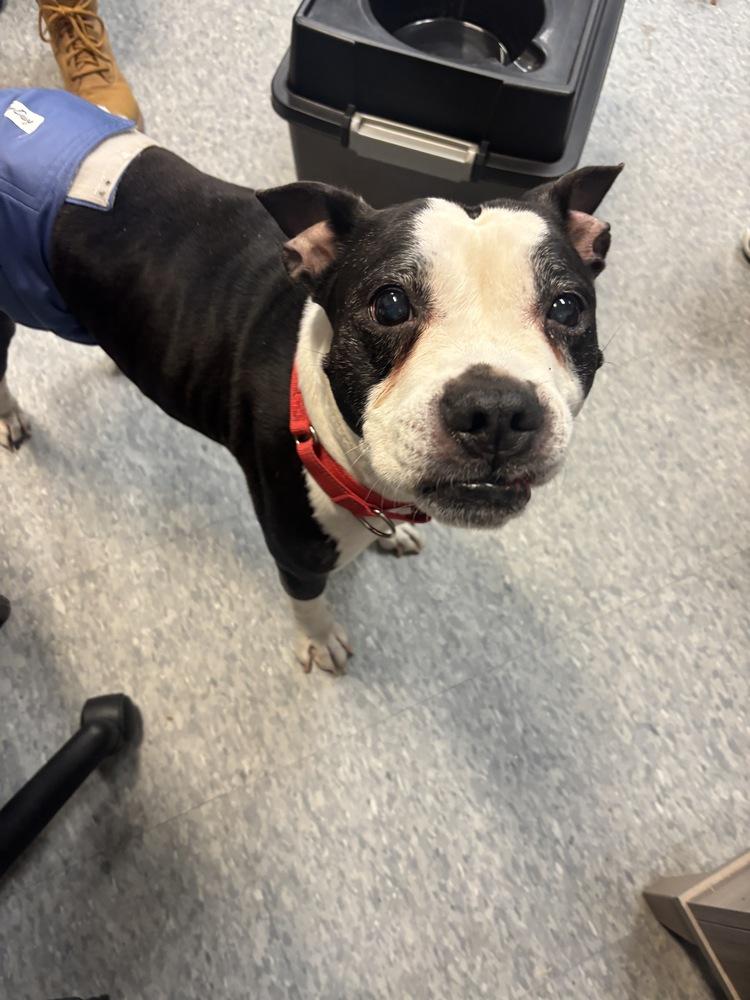 Enlarge Chrysler, a Adoptable mixed breed in Clinton Township, MI image 3/3