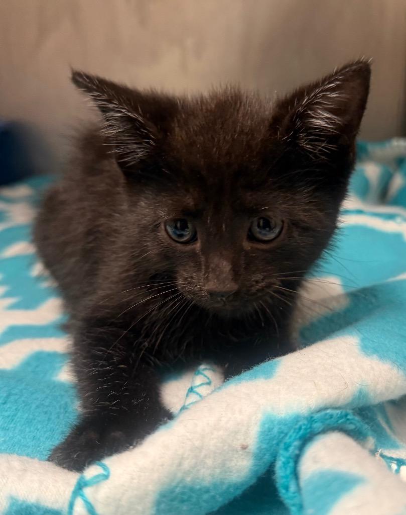 Levi, Adoptable, Young Male Domestic Short Hair.
