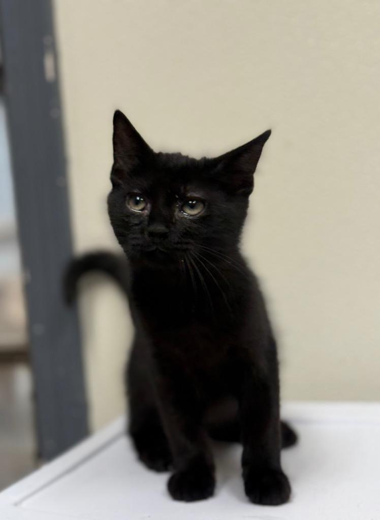 Enlarge Levi, a Adoptable mixed breed in North Vernon, IN image 2/2