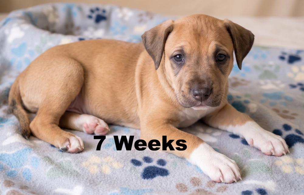 Enlarge Jolly, a Adoptable mixed breed in Crown Point, IN image 1/4