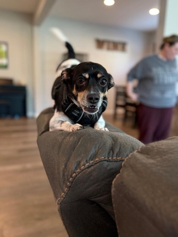 Rex, Adoptable, Adult Male Rat Terrier.