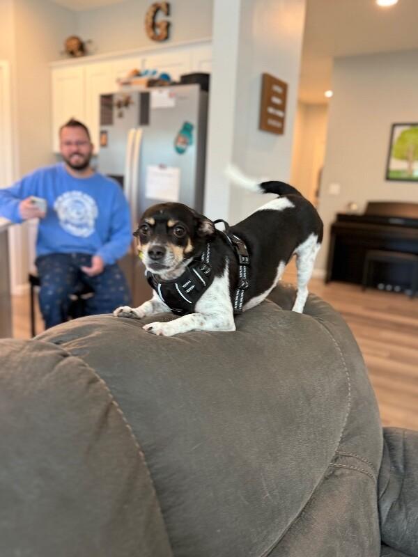 Enlarge Rex, a Adoptable mixed breed in North Bend, WA image 2/6