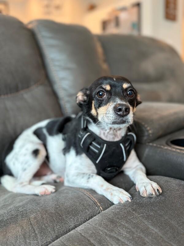 Enlarge Rex, a Adoptable mixed breed in North Bend, WA image 5/6