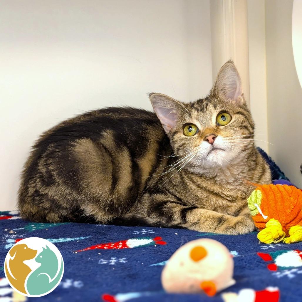 Baby, Adoptable, Kitten Female Domestic Short Hair.