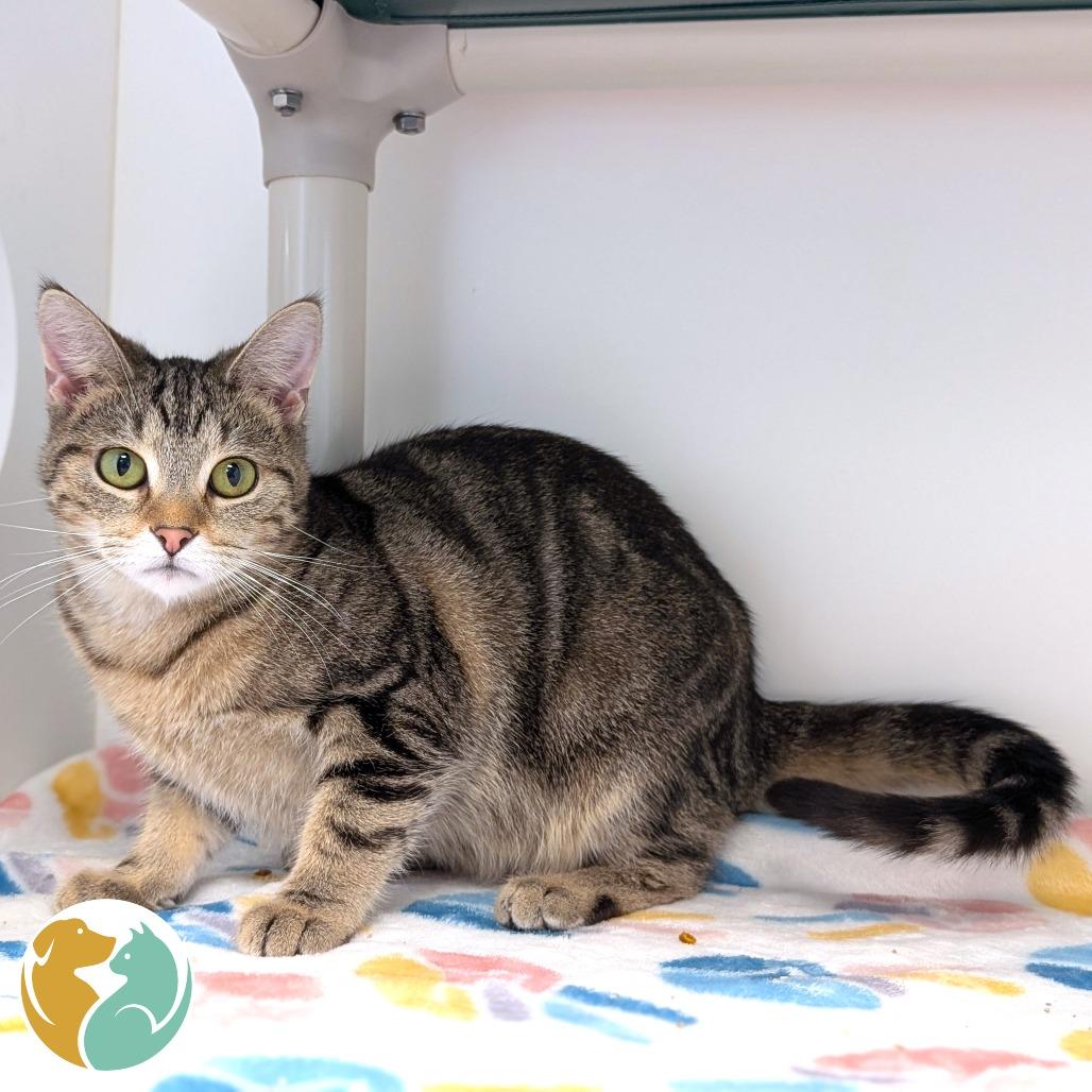 Enlarge Baby, a Adoptable Domestic Short Hair in Toledo, OH image 2/2