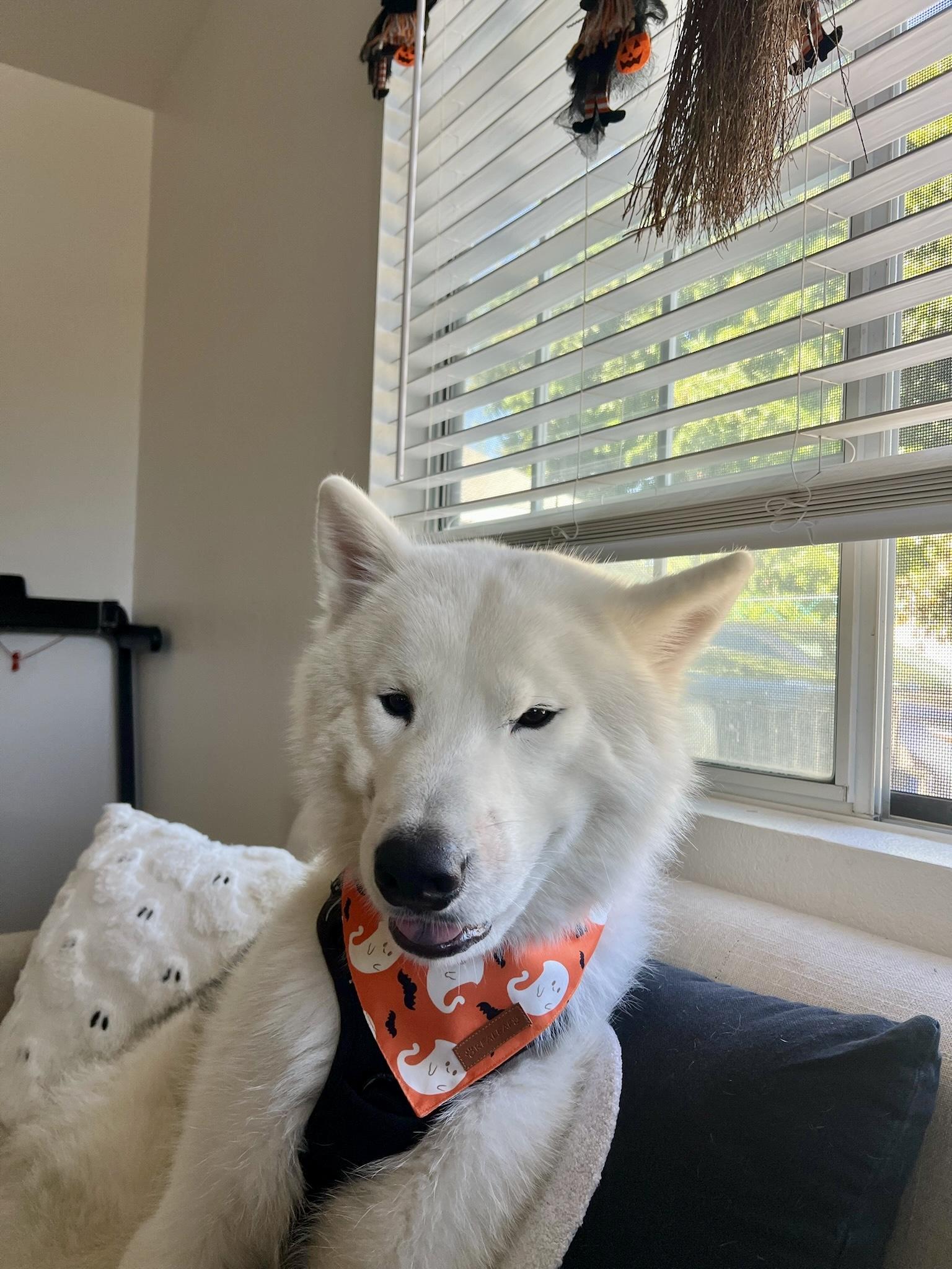 Rowan, an adoptable Samoyed in Los Angeles , CA, 90001 | Photo Image 6