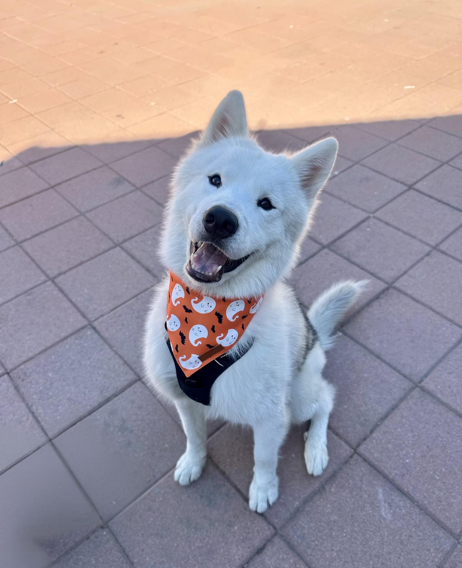 Rowan, an adoptable Samoyed in Los Angeles , CA, 90001 | Photo Image 1