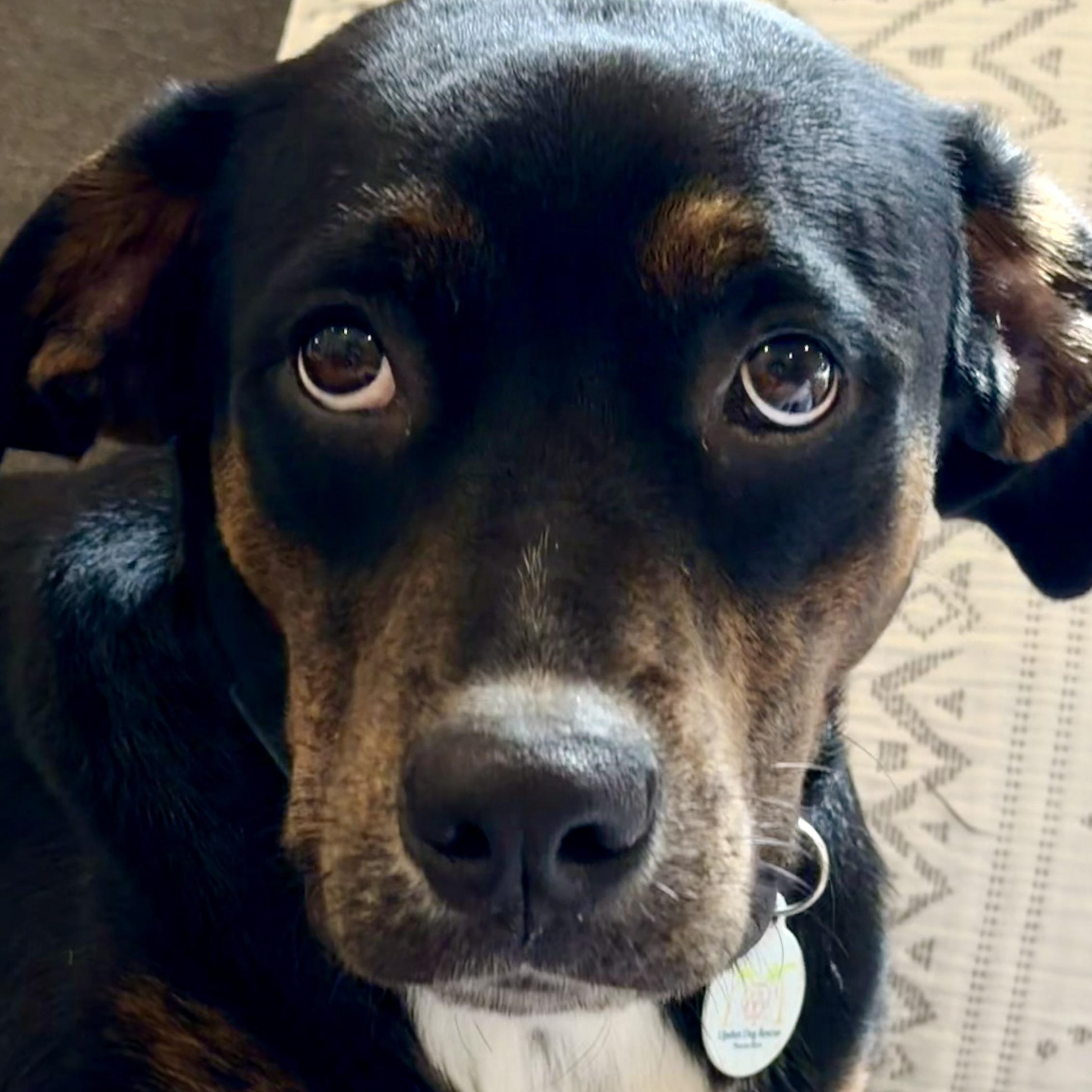 Enlarge Gentle Luci, a Adoptable mixed breed in Lake Forest, IL image 2/6